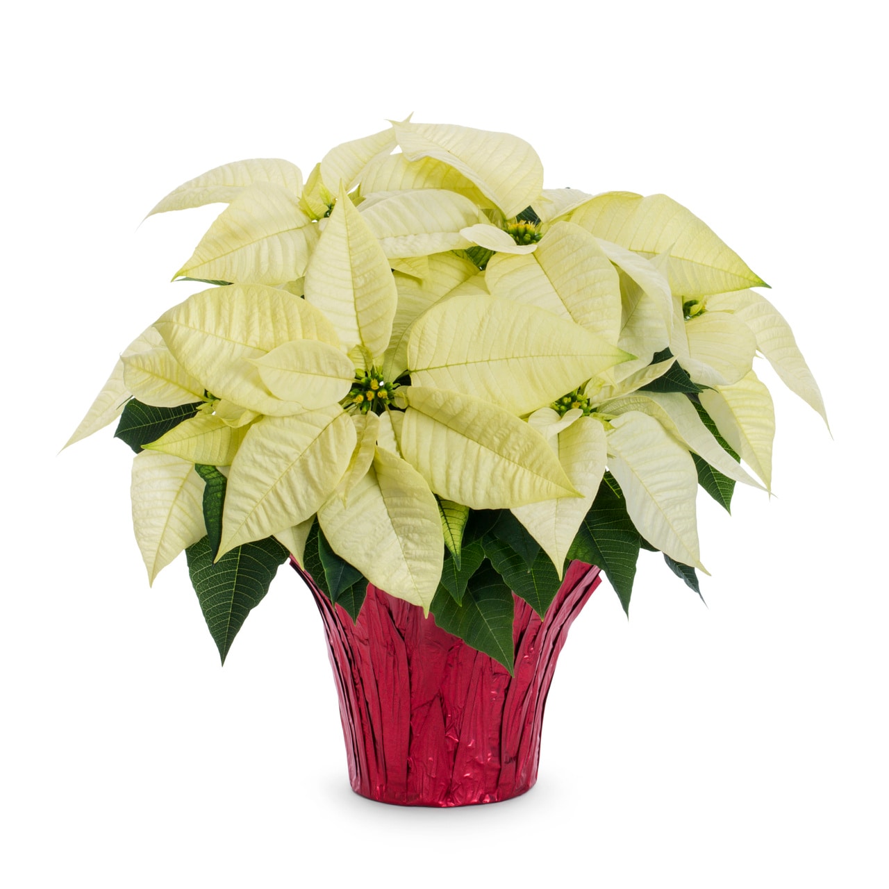 Lowe's 2-Quart Fresh Christmas Potted Poinsettia 5340077 at Lowes.com