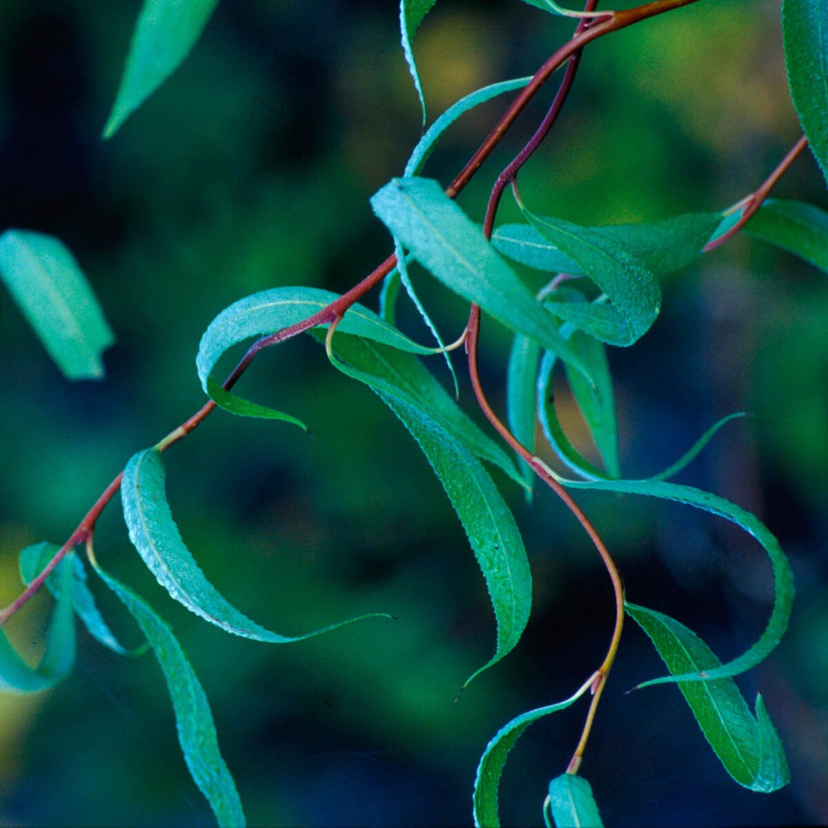 Gurney's Seed and Nursery Shade Corkscrew Willow Starter Tree Bareroot in  the Trees department at