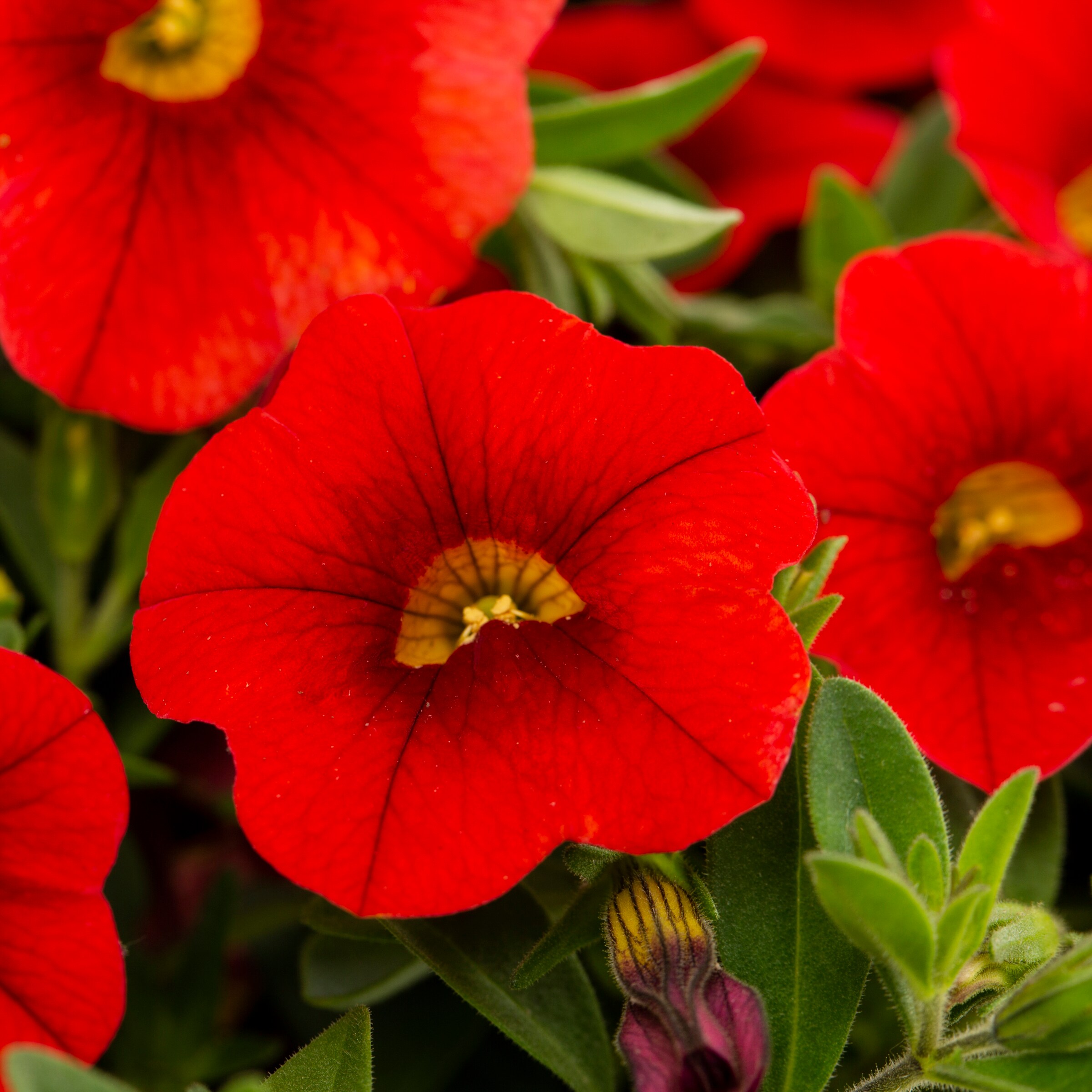 Lowe's NURSERY annuals - View #2