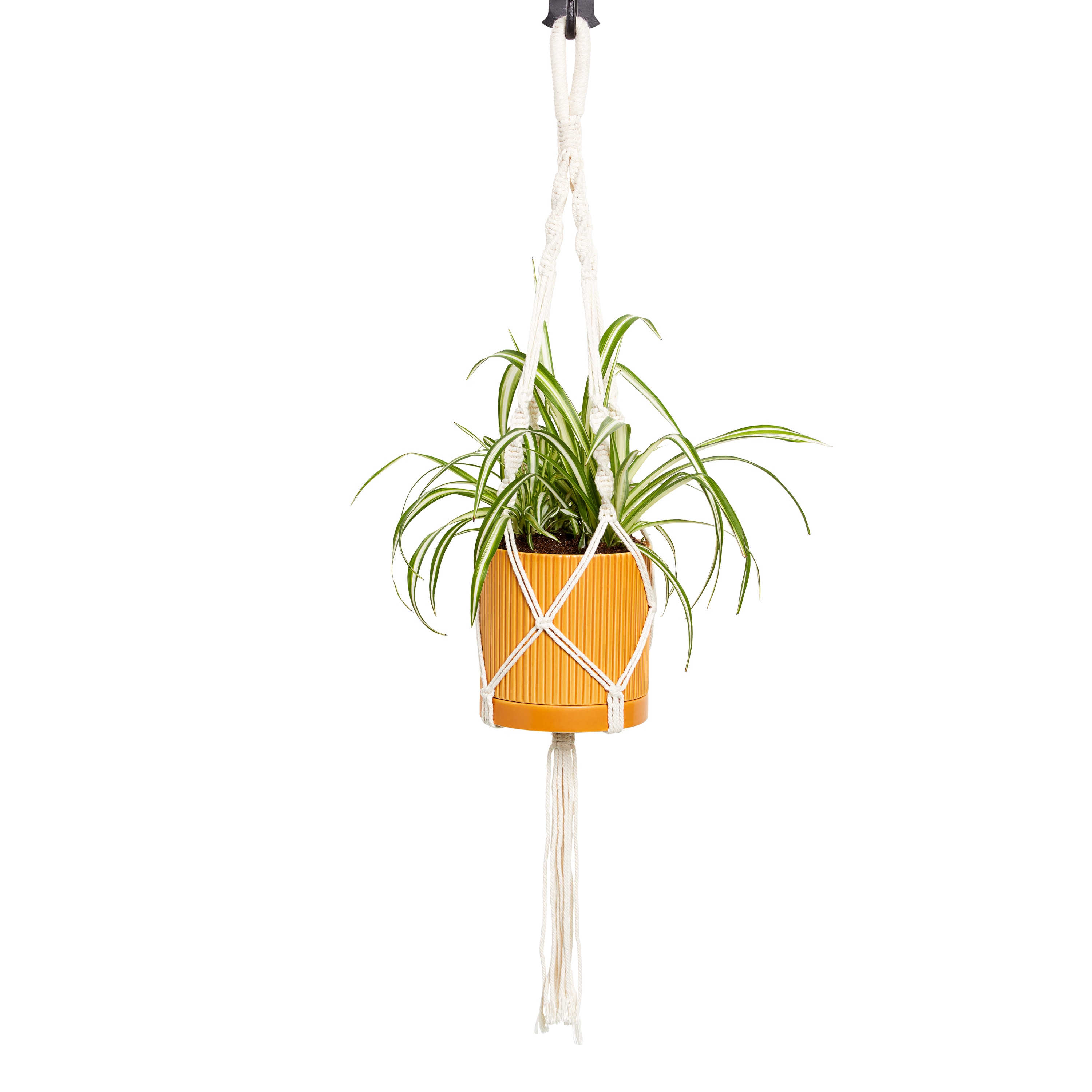 Spider Plant