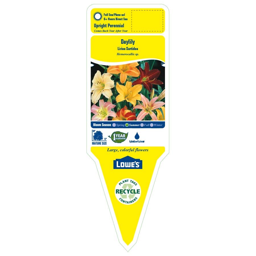 Lowe's NURSERY perennials - View #2