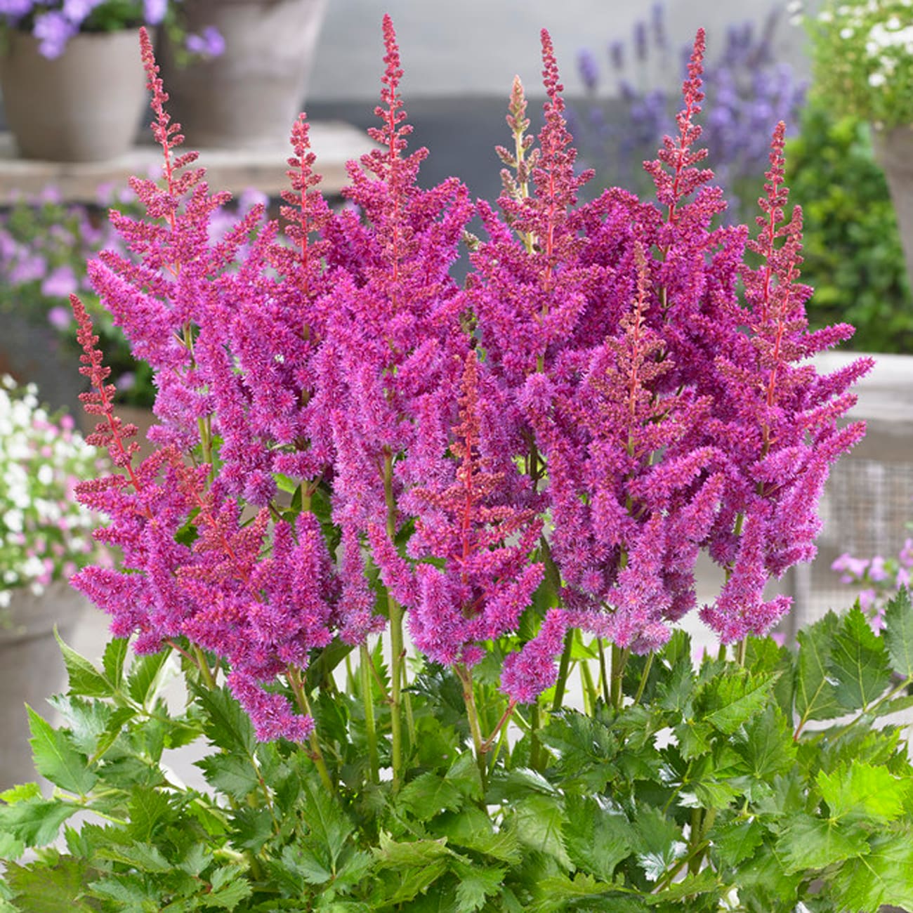 Are Astilbe Safe For Dogs