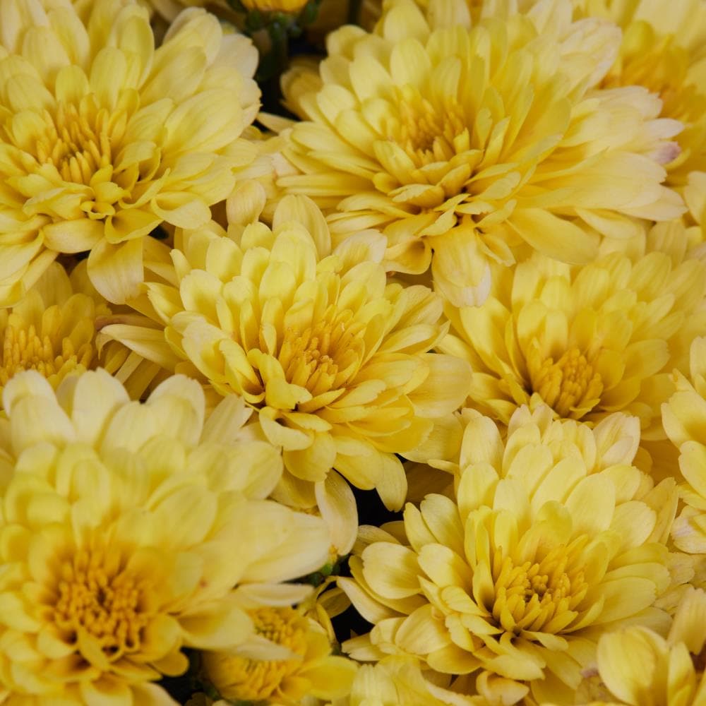 Lowe's NURSERY annuals - View #2