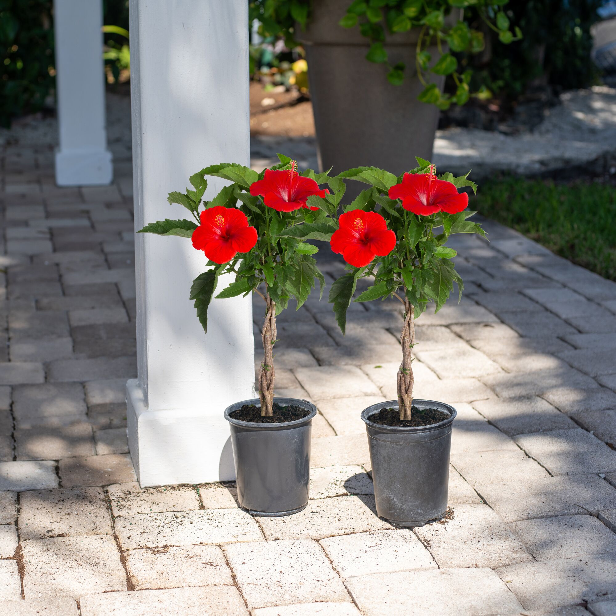 Costa Farms M-HBB-G-POT-02-LW shrubs - View #2