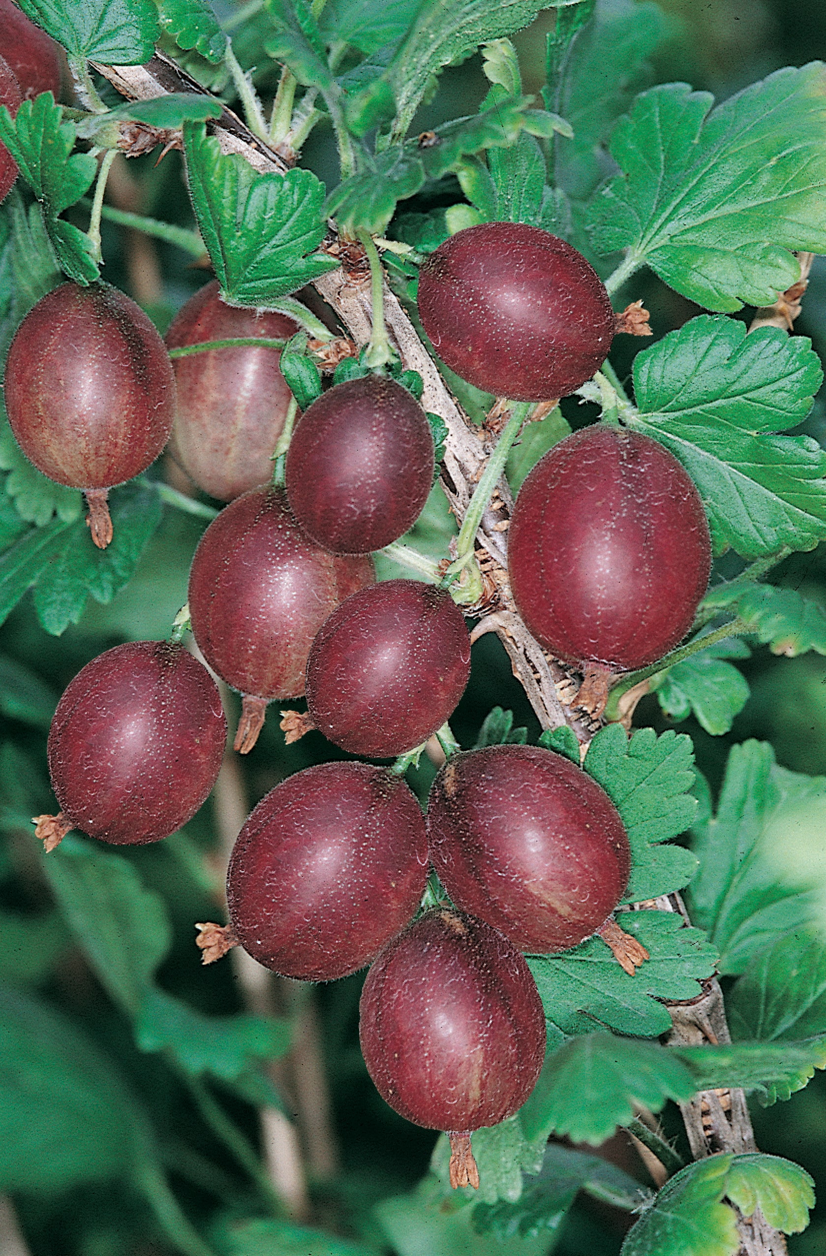 Windmill CF-1300-SPL Fruit-Plants - View #3