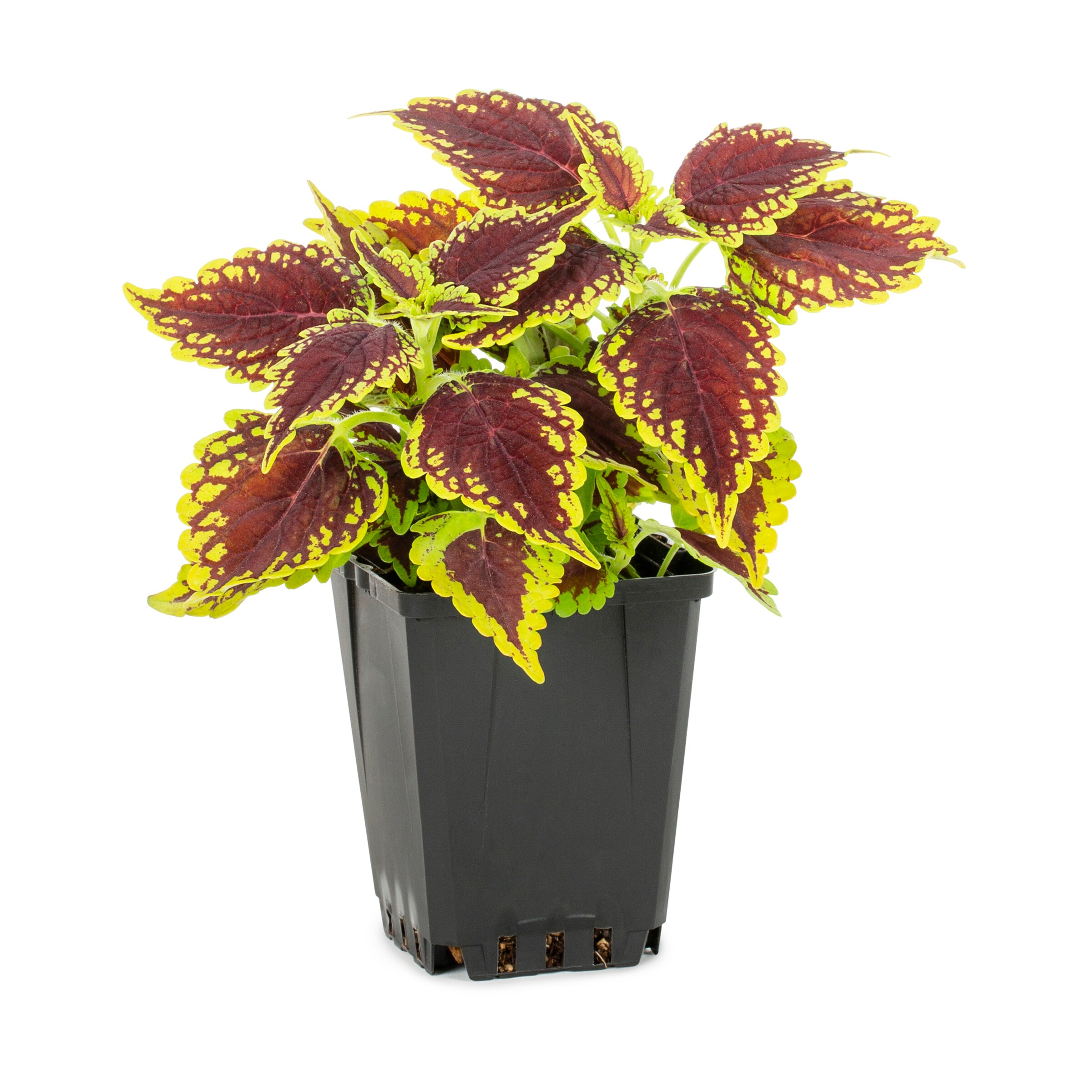 Lowe's Coleus in 1-Pint Pot in the Annuals department at Lowes.com