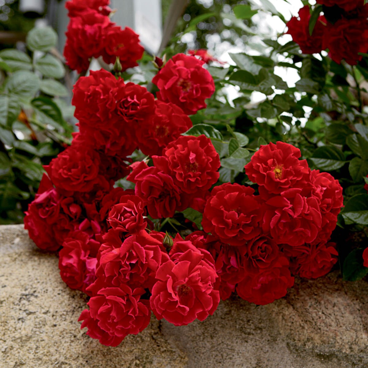 Spring Hill Nurseries Red Flowering Red Ribbons Ground Cover Rose 1 ...