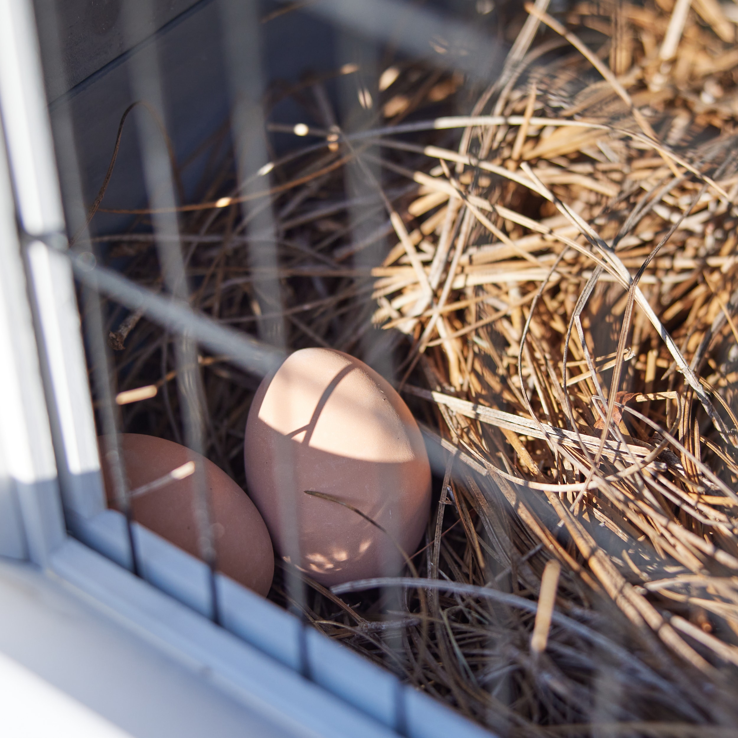 Pecking Order 009647 Chicken-Coops-Rabbit-Hutches - View #5