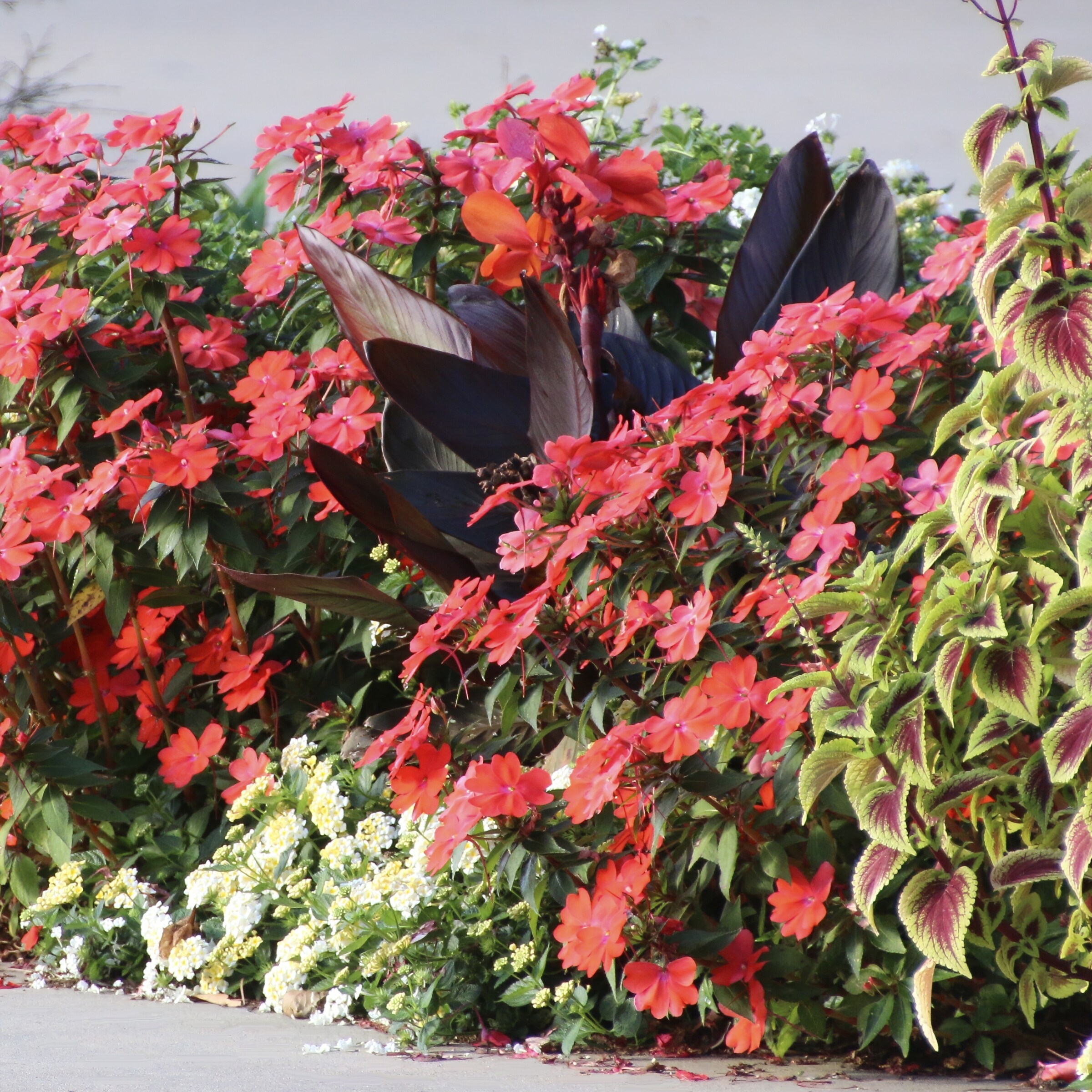 National Plant Network LW1555 annuals - View #3