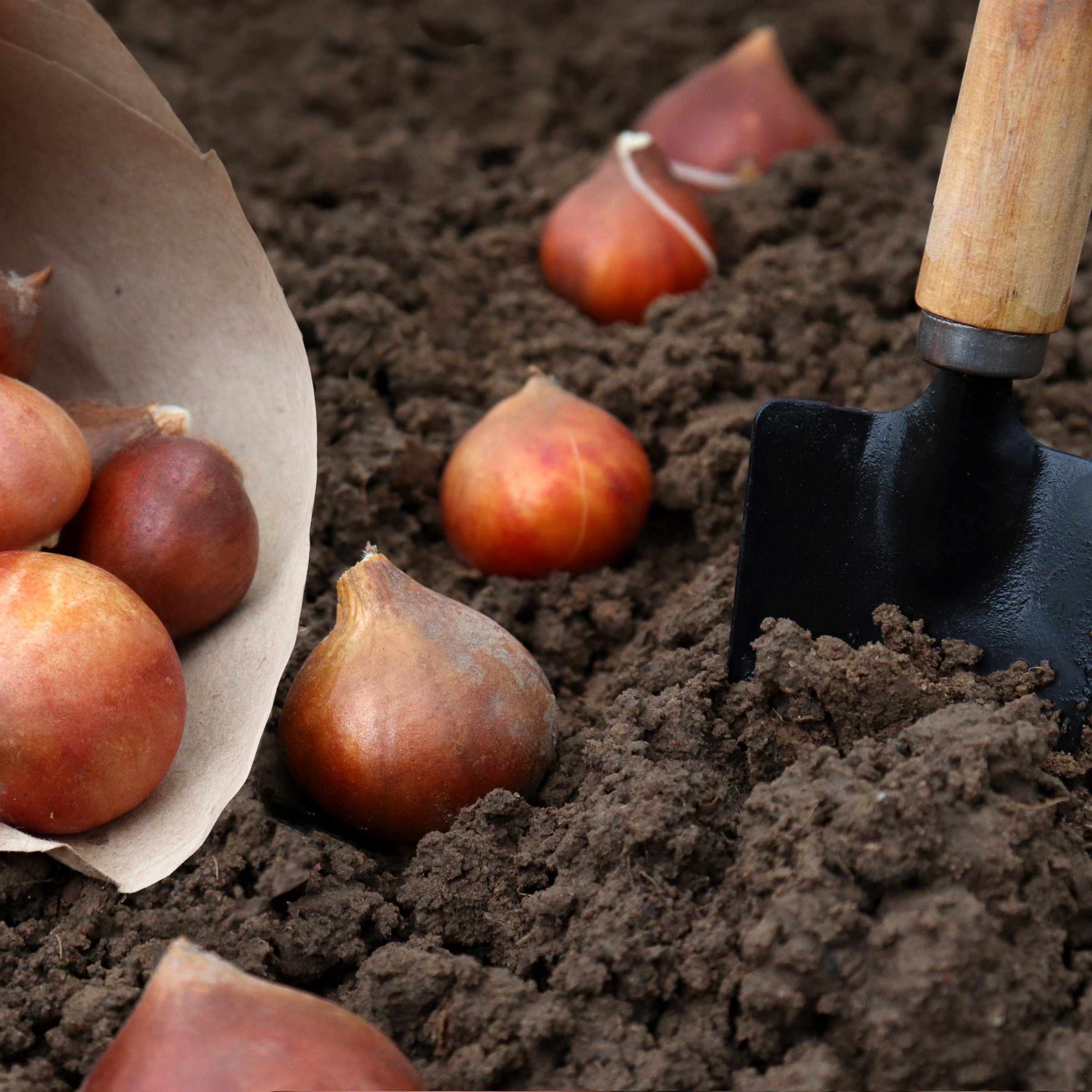 National Plant Network LW3149 Plant-Bulbs - View #10