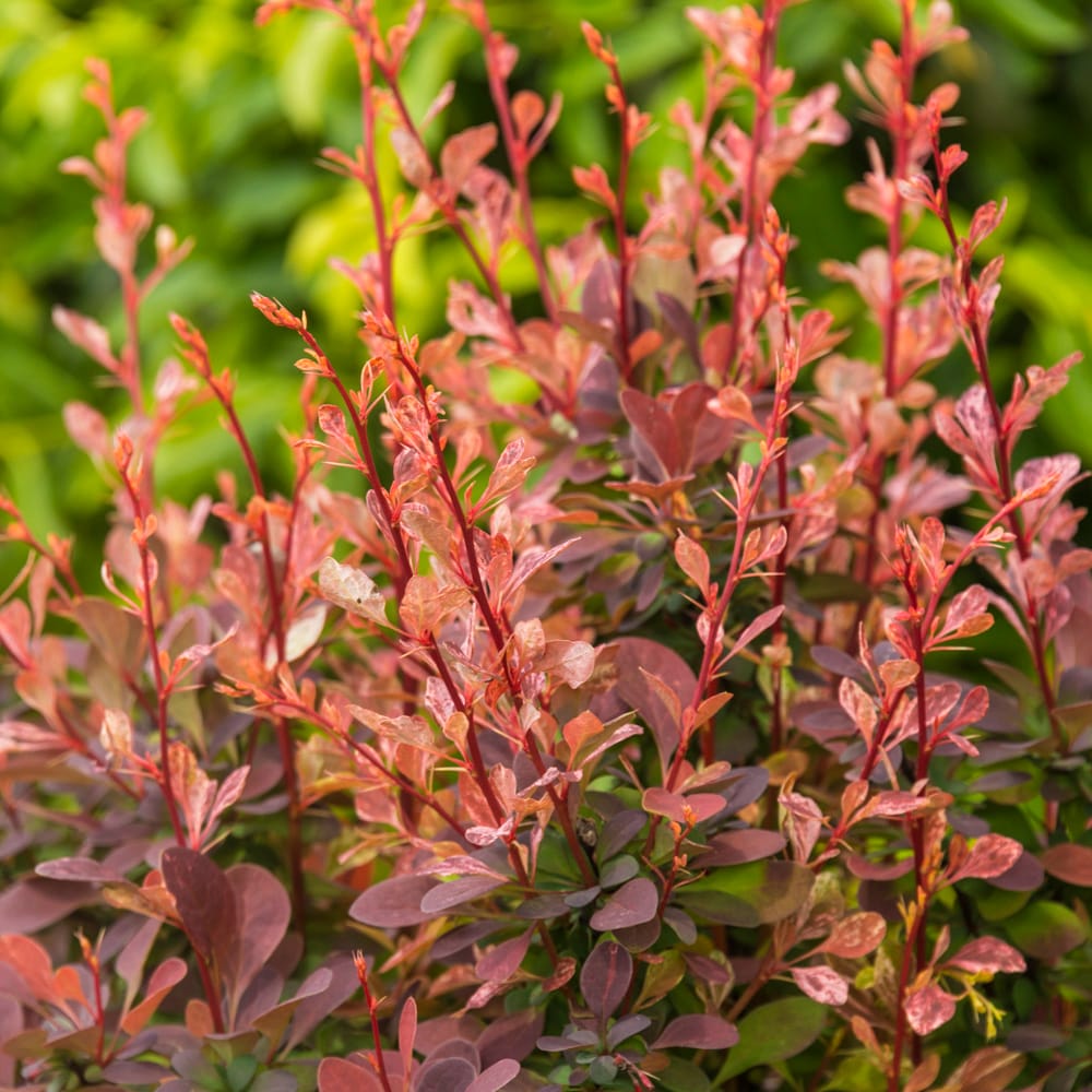 Spring Hill Nurseries 74148 Rosey Glow Barberry Foundation/Hedge Shrub in 1 Pack(s) Pot