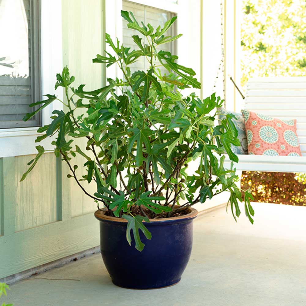 Southern Living Plant Collection 20482-1 Fruit-Plants - View #5