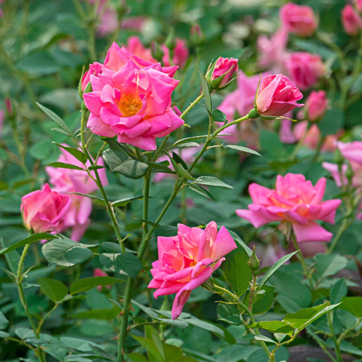 Spring Hill Nurseries 97582 roses - View #2