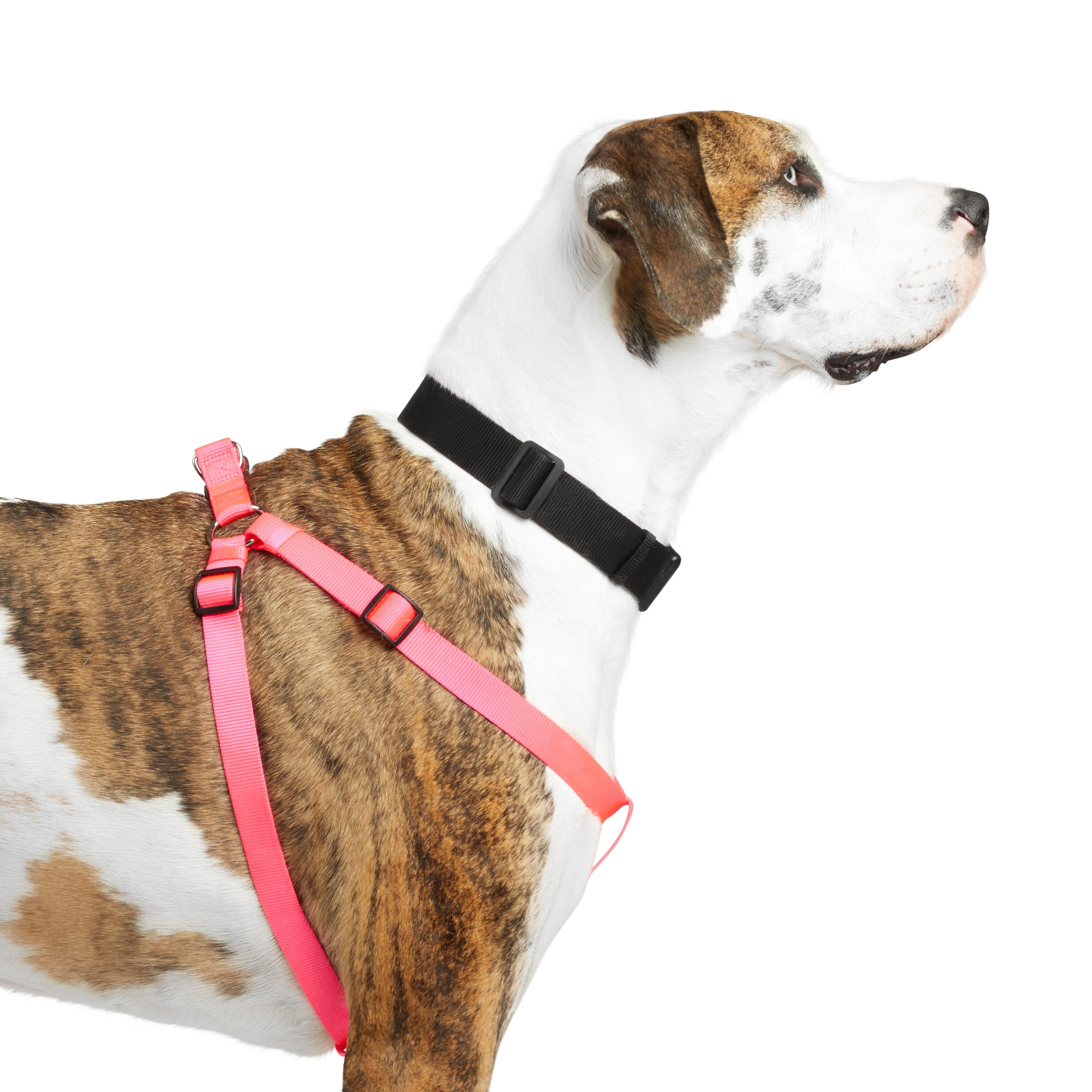 Youly 3709883 Dog-Collars-Harnesses - View #4