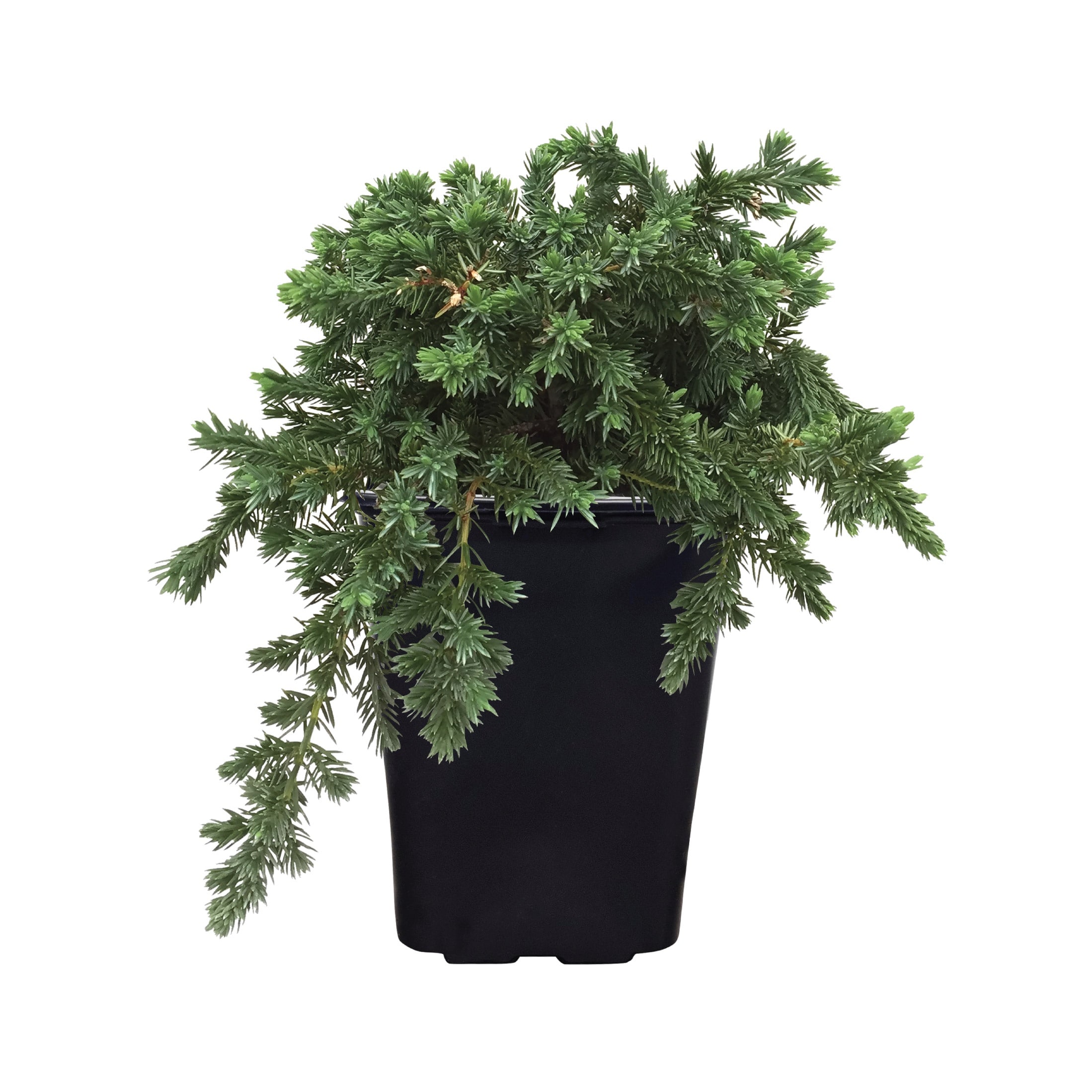 Nature's Way Farms 2 -Quart Blue Pacific Juniper Foundation/Hedge Shrub 1 -Pack
