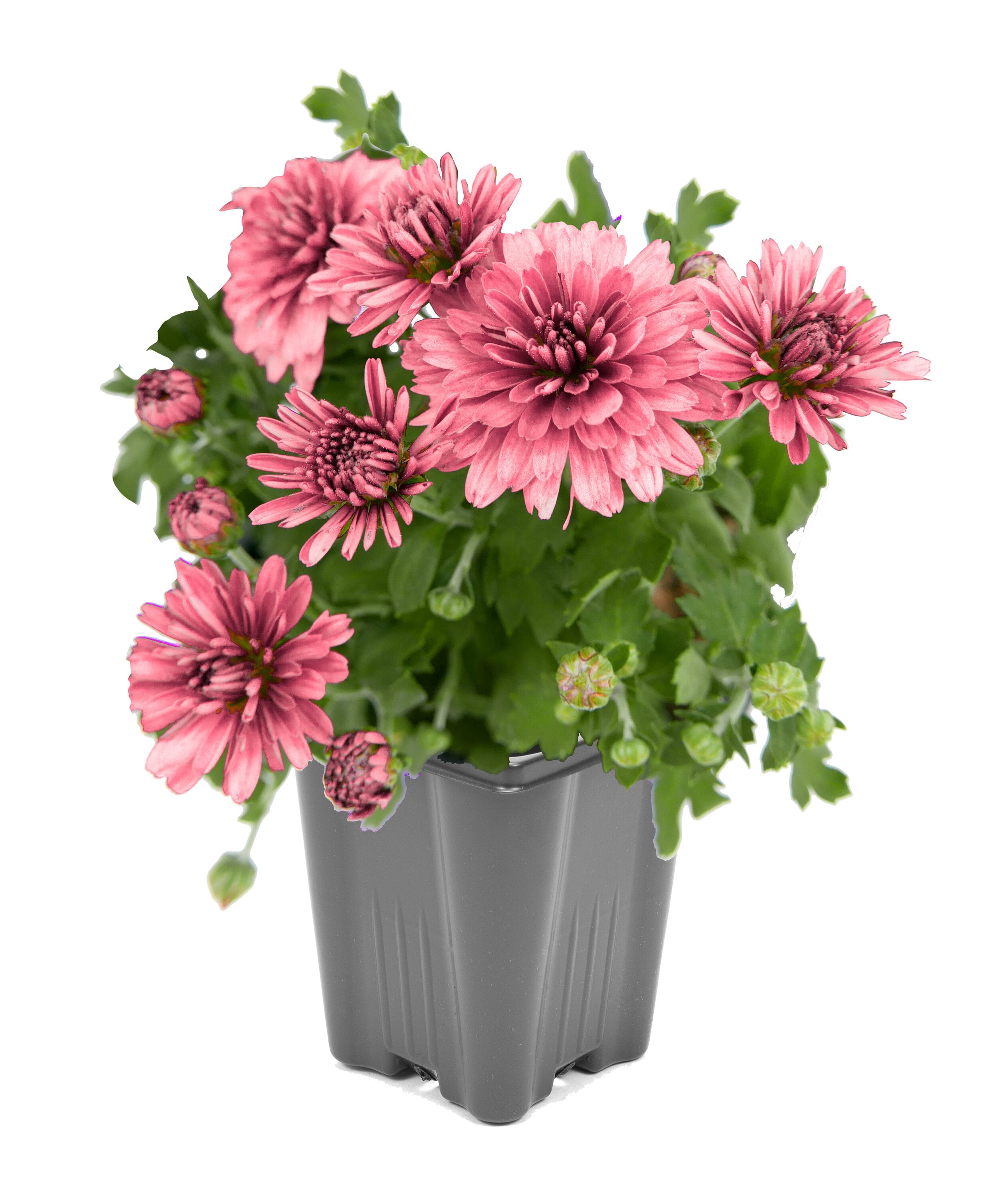  1560 annuals - View #5
