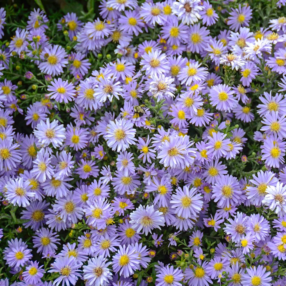 Spring Hill Nurseries 64672 perennials - View #3
