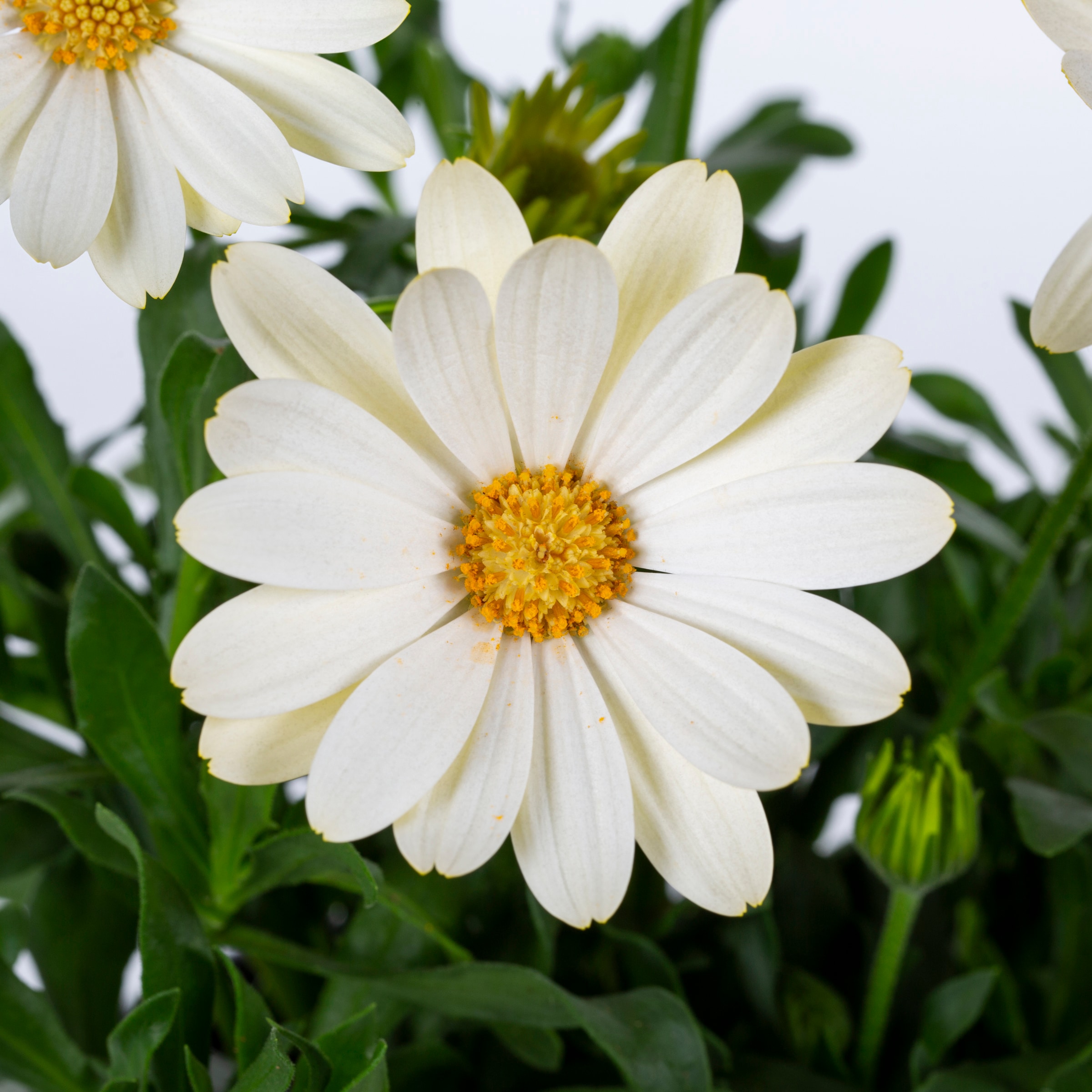 Lowe's NURSERY annuals - View #5
