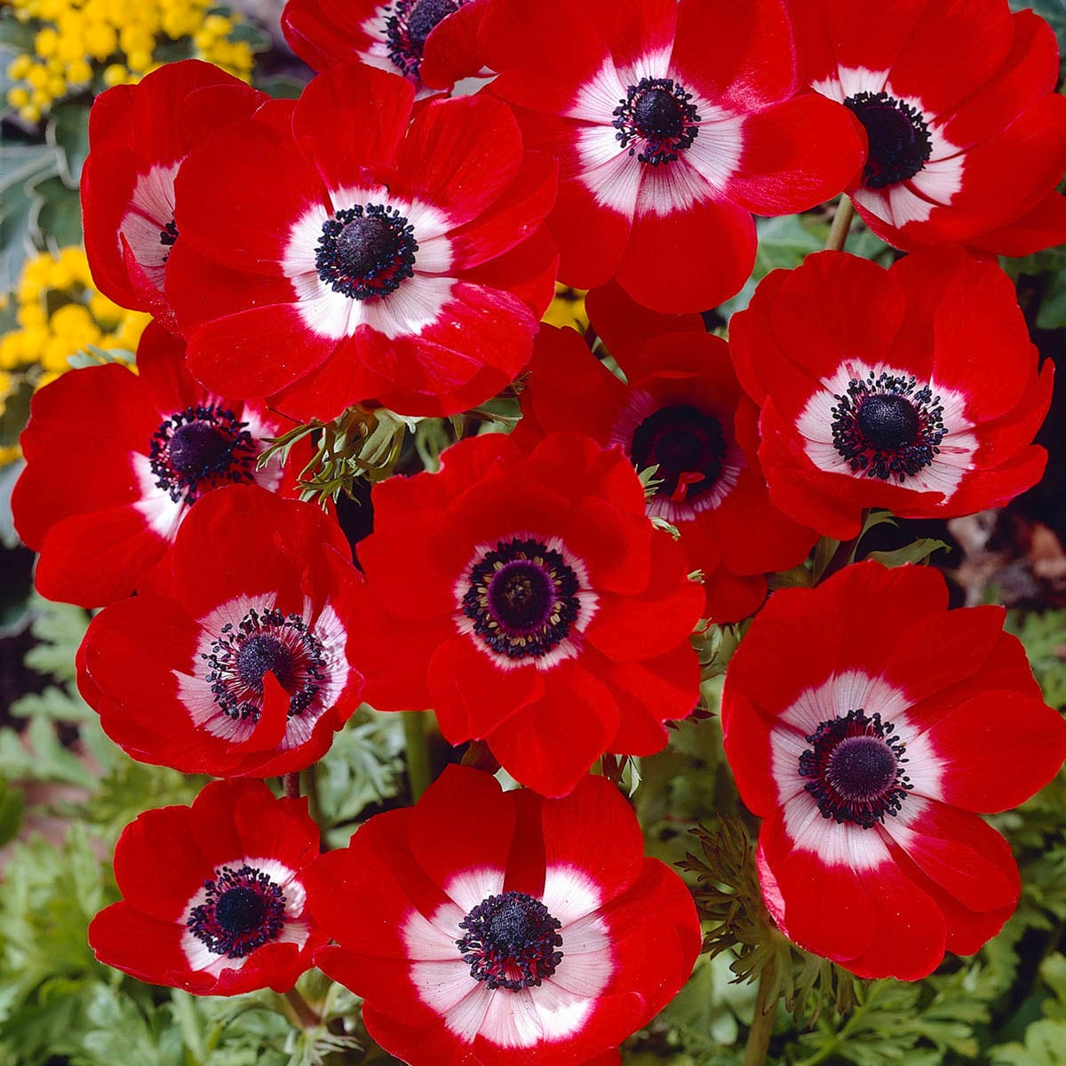 Breck's 90144 perennials - View #3