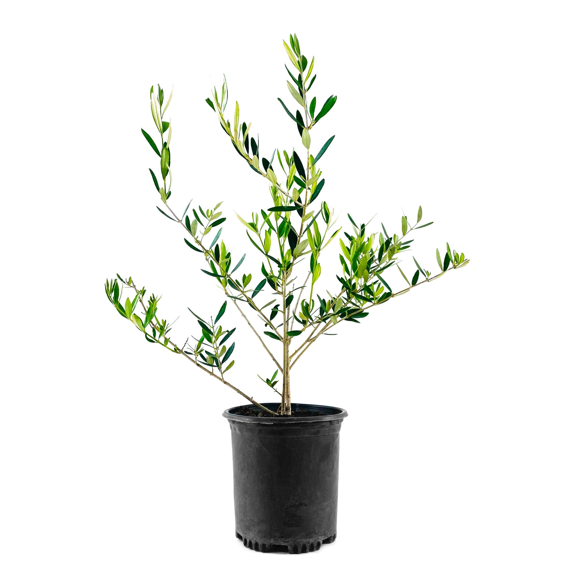National Plant Network LW1444 1 -Gallon White Feature Olive Tree In pot (with soil)