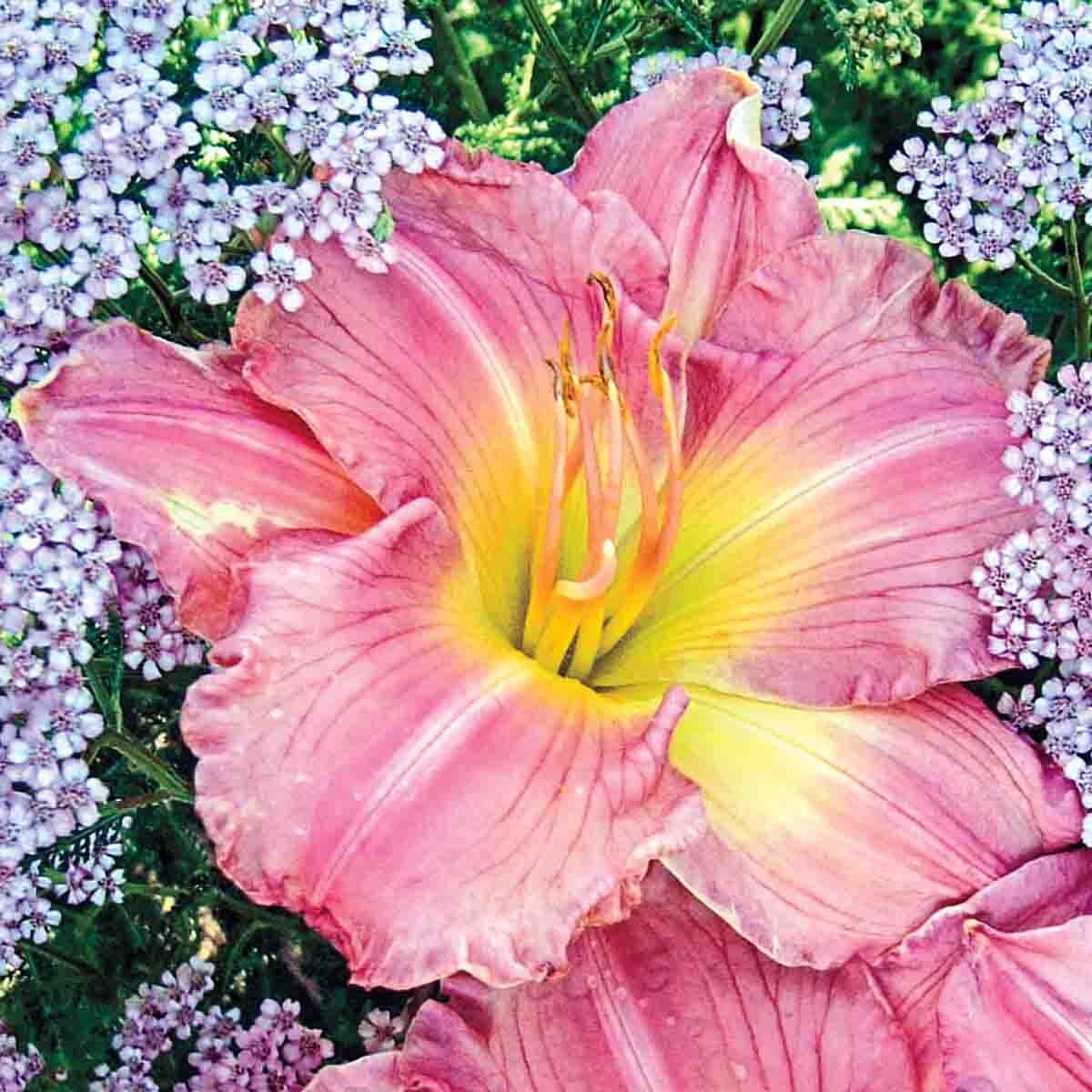 Direct Gardening - 1 -Pack Pink Flowering Jolyene Nichole Daylily Dormant Starter Plant Bareroot ...