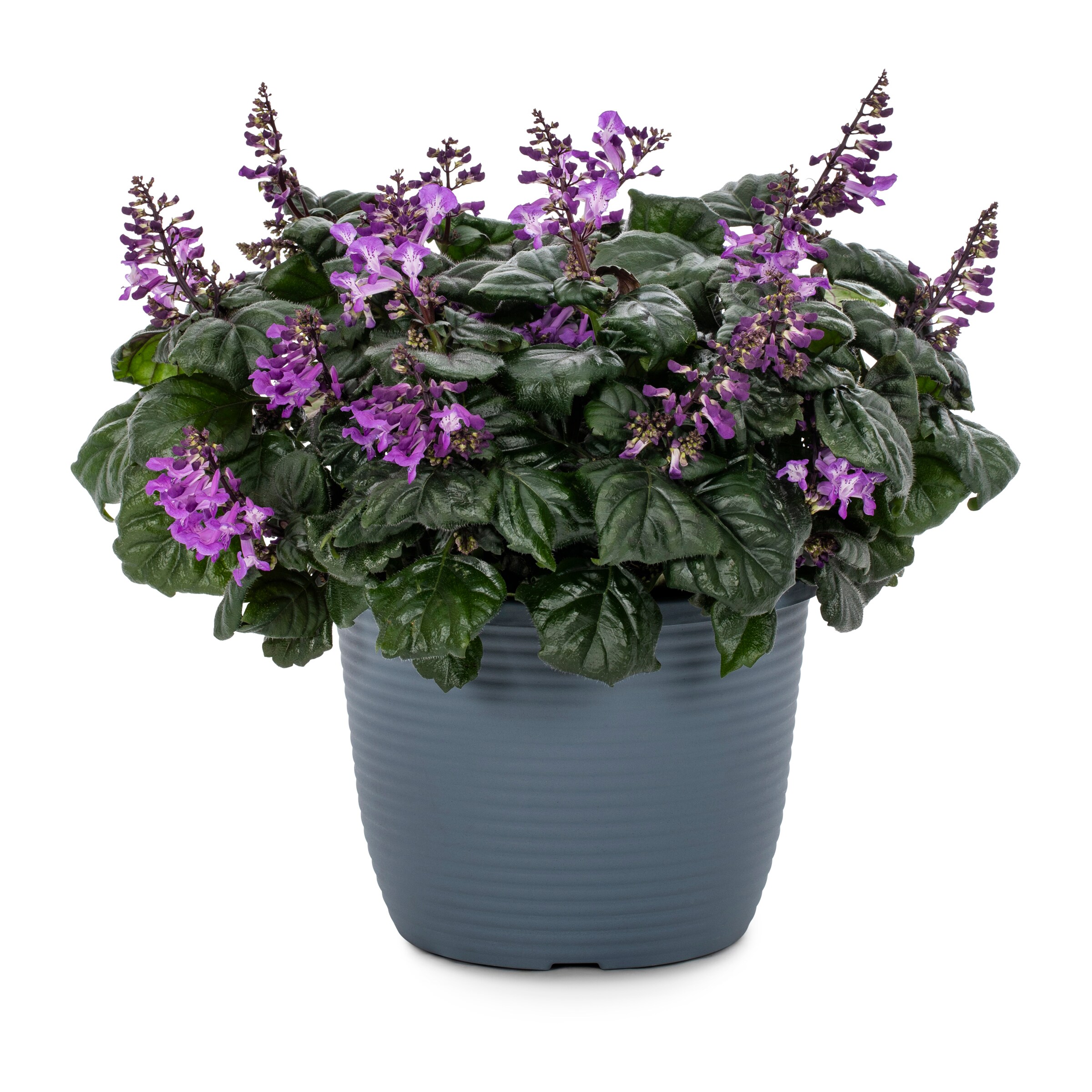 Lowe's 112675 Purple Plectranthus in 1.75-Gallon Planter