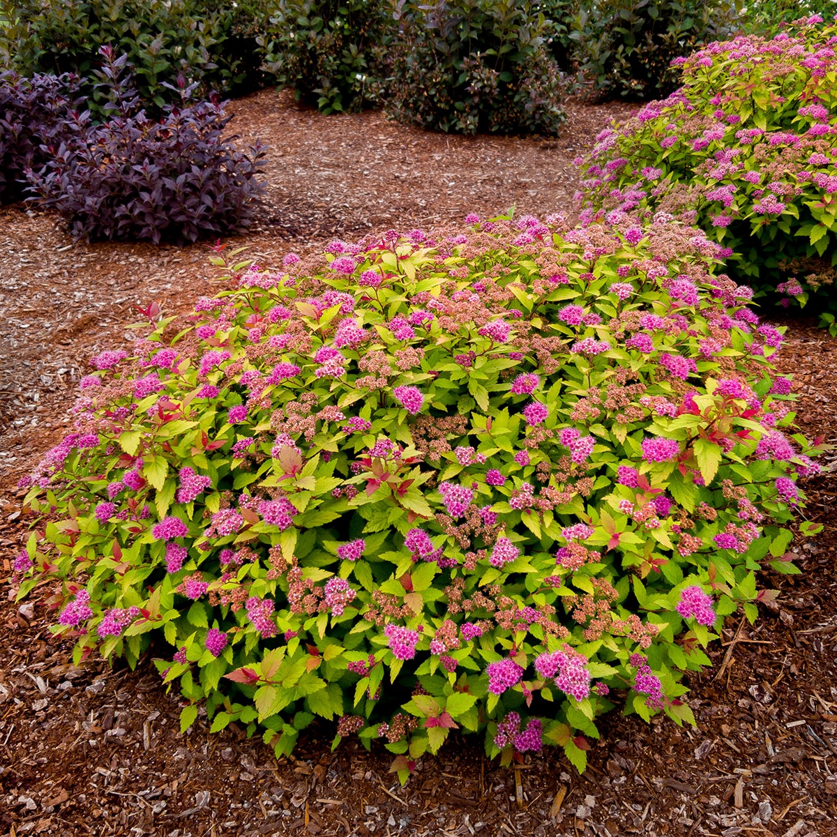 Van Zyverden 82917 Pink Spiraea Rainbow Fizz Bulbs 1 Count