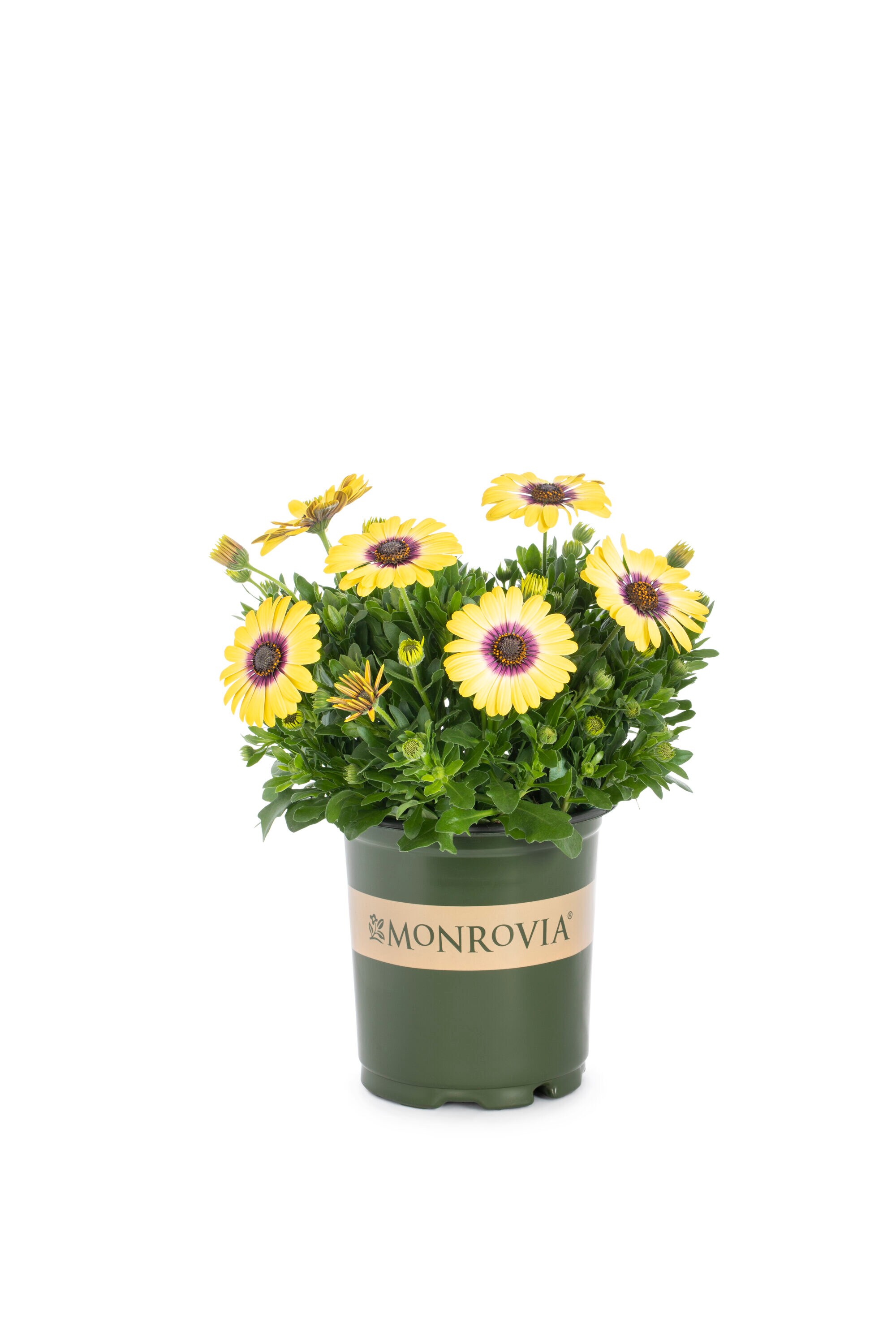 Monrovia NURSERY annuals - View #3