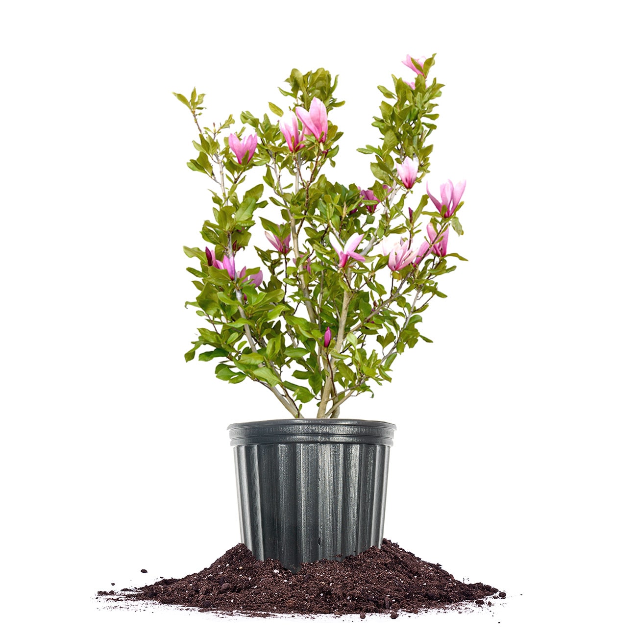 Perfect Plants LOANNMAGNOLIA3G 3-Gallon Purple Flowering Ann Magnolia In Pot (With Soil)