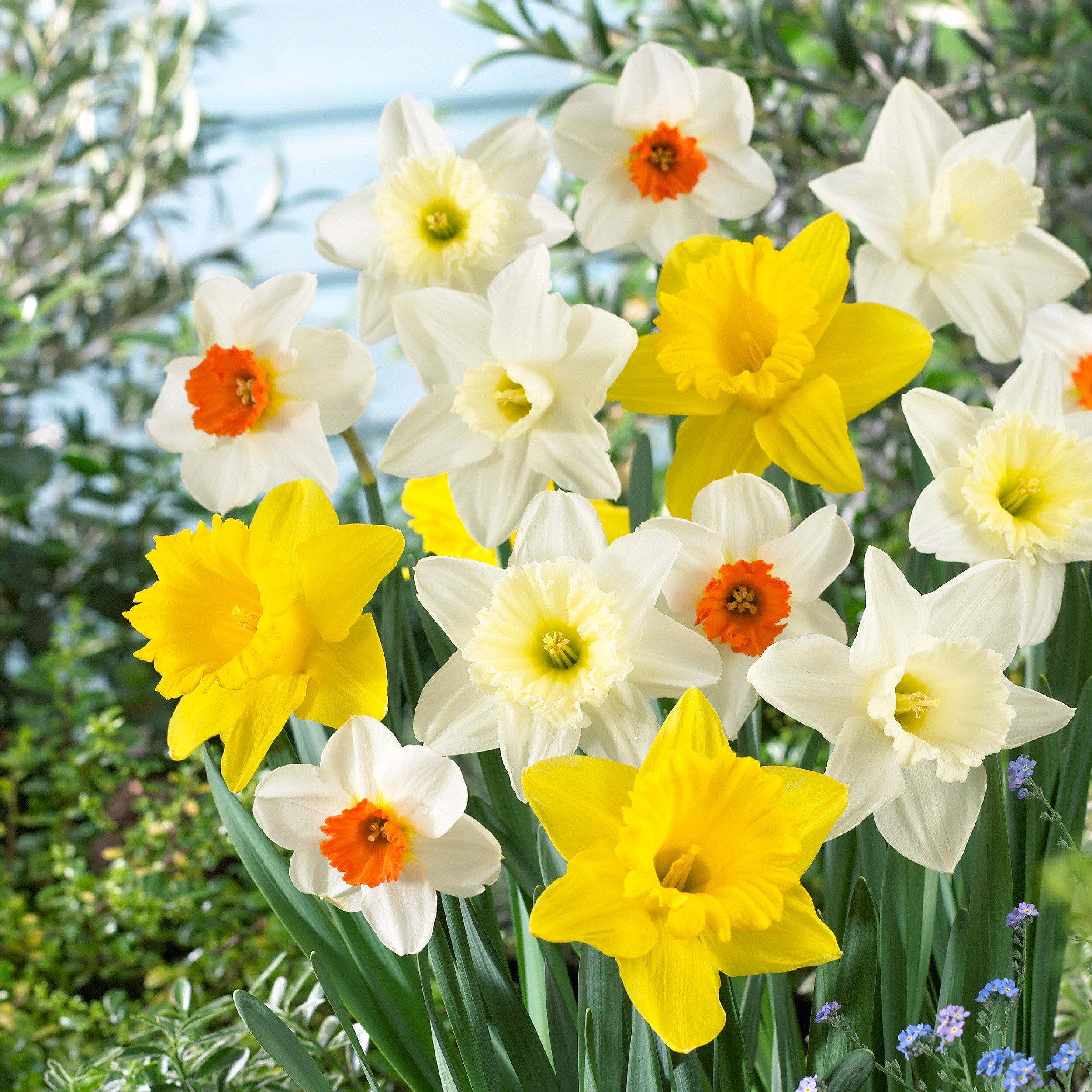 Garden State Bulb Multicolor Mixed Naturalizing Daffodil Bulbs Bagged ...