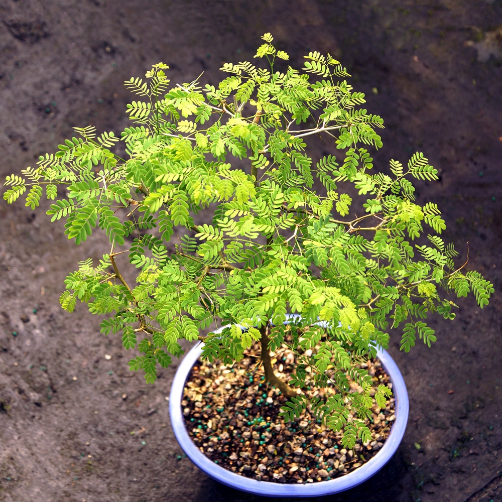 Brussel's Bonsai DT4022BRT trees - View #3