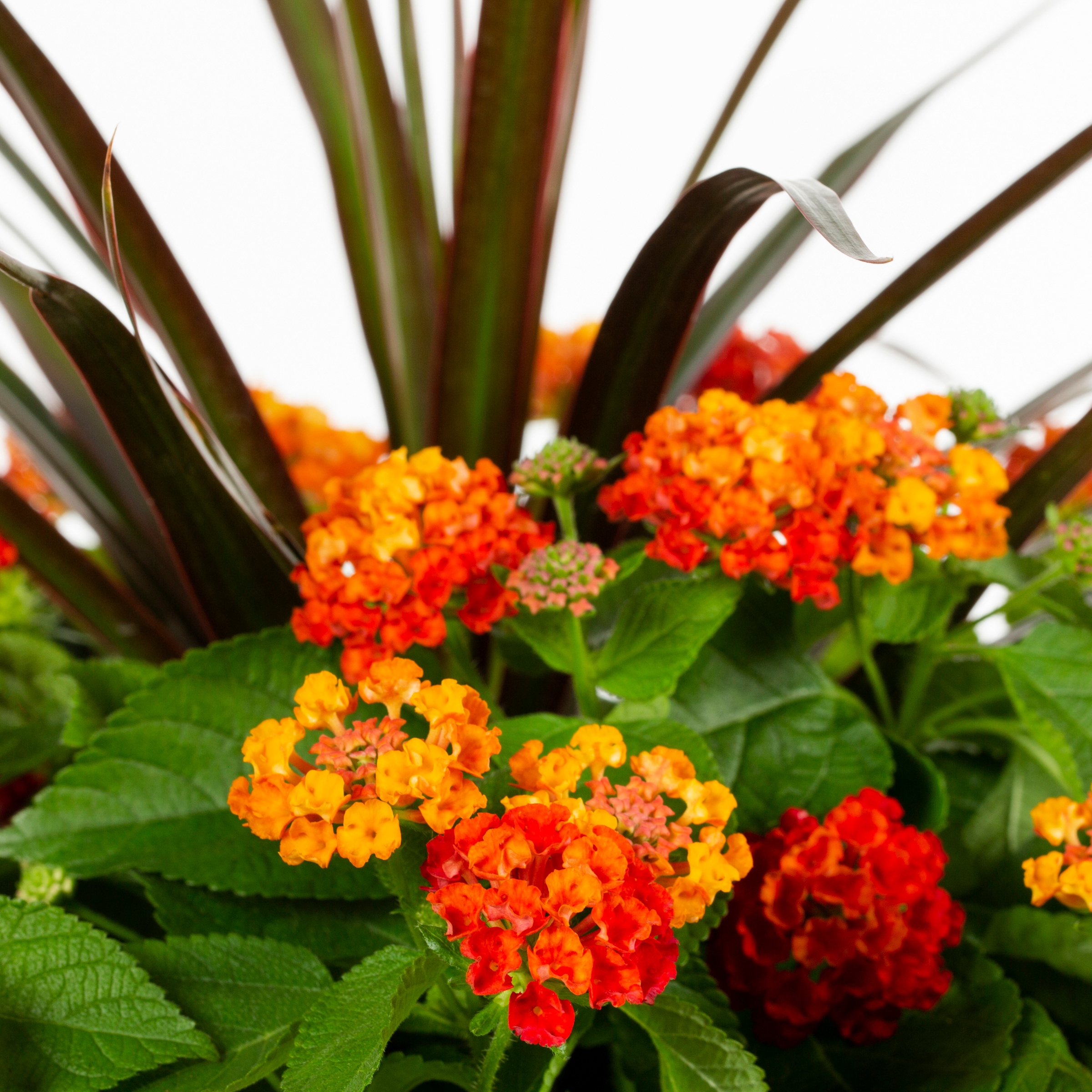 Ready Refill NURSERY annuals - View #2