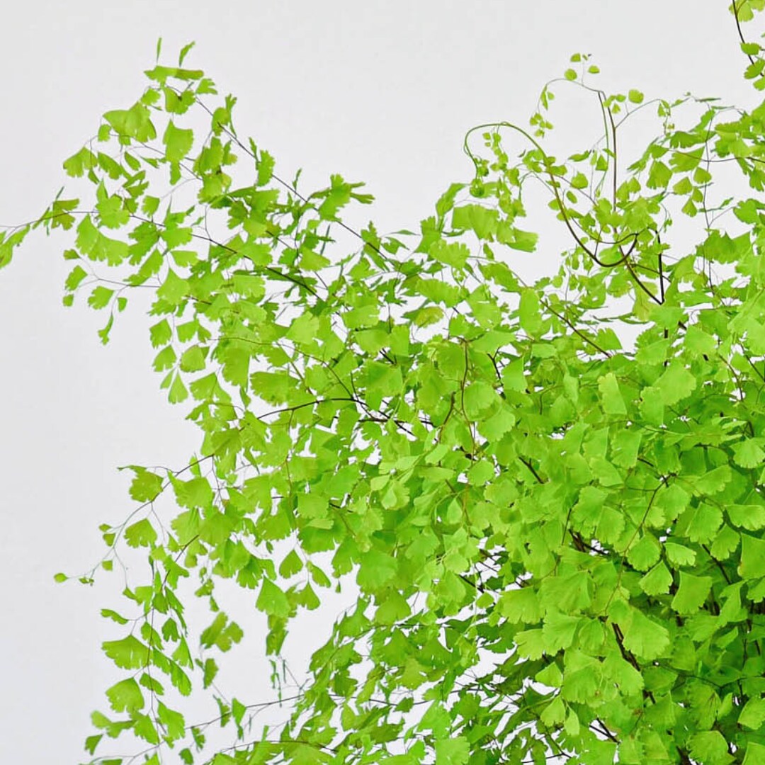 House Plant Shop 6-FERN-MAIDENHAIR hseplants - View #2