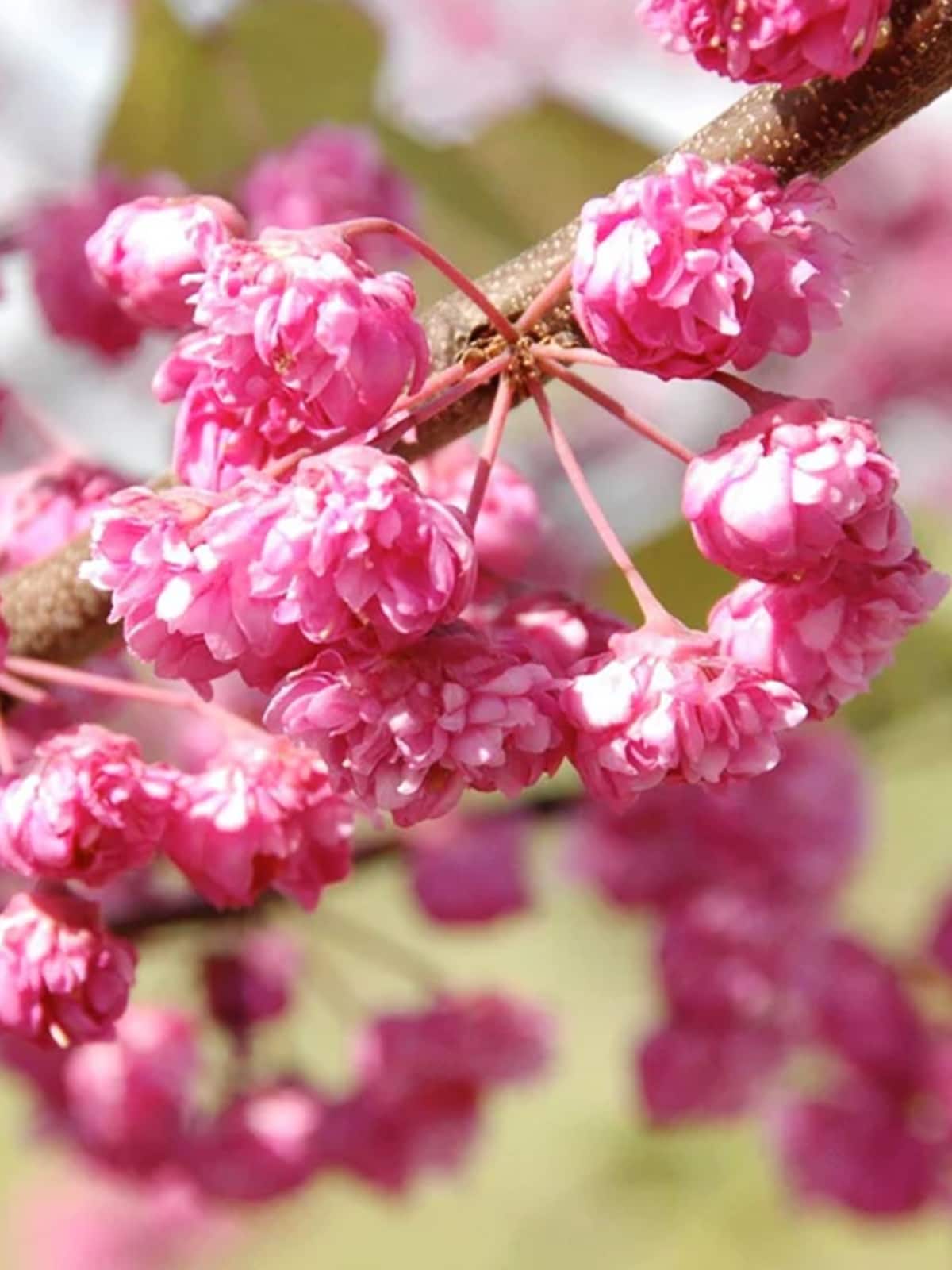 Southern Planters REDPOM05G 5 -Gallon Pink Feature Pink PomPom Redbud In pot (with soil)