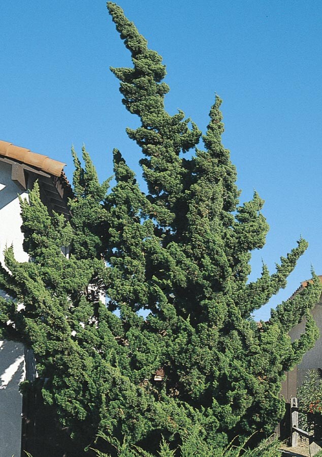 NURSERY Hollywood Twisted Juniper Screening Shrub In Pot (With Soil)