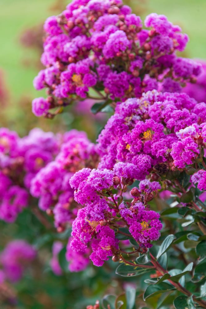Spring Hill Nurseries 72980 shrubs - View #4