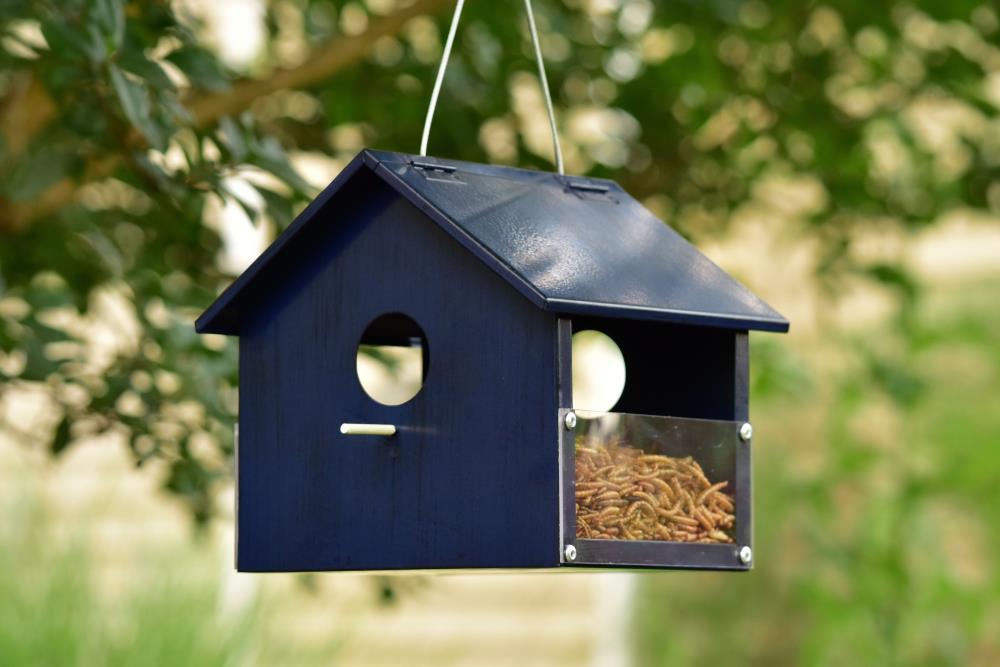 backyard glory mealworm feeder