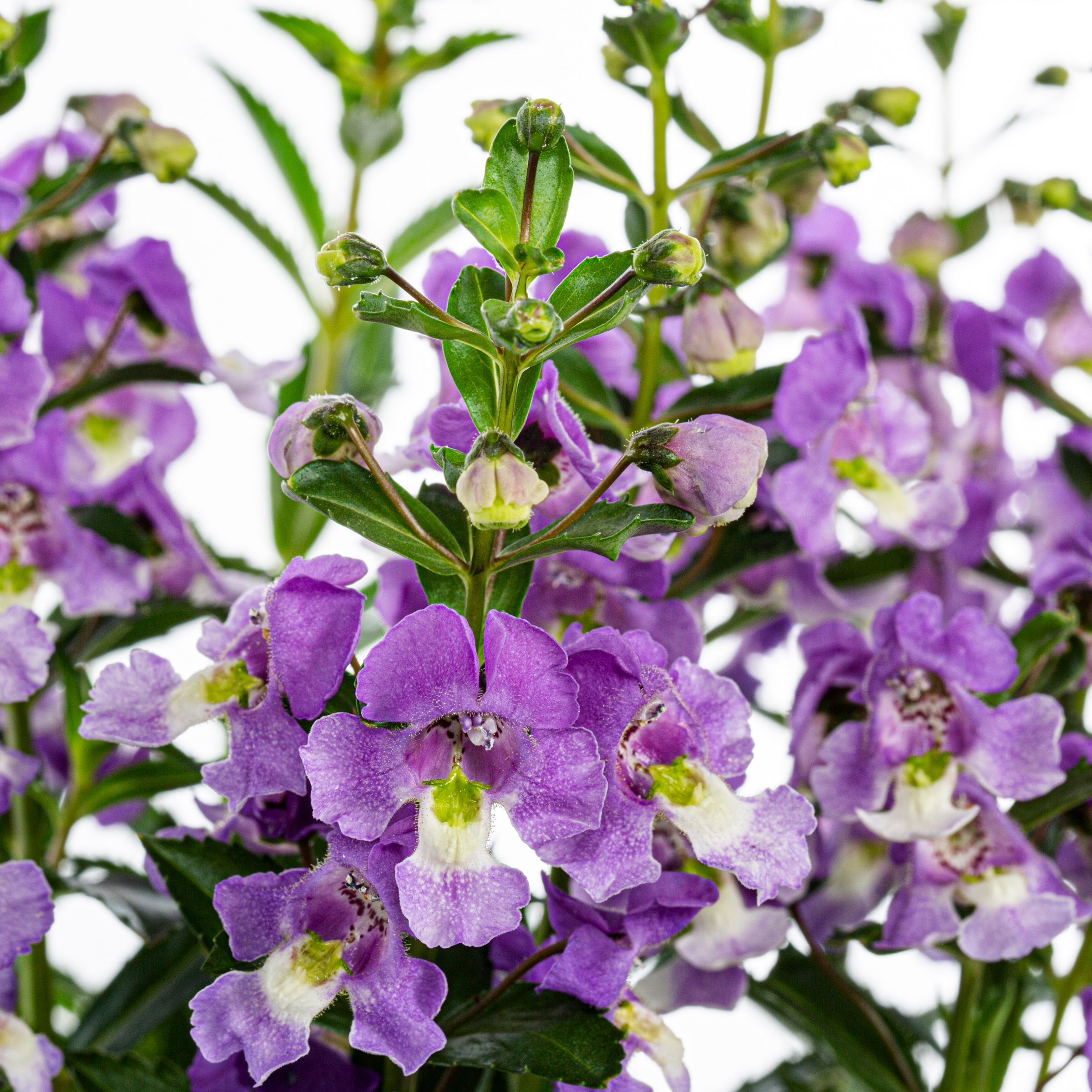 Lowe's NURSERY annuals - View #4