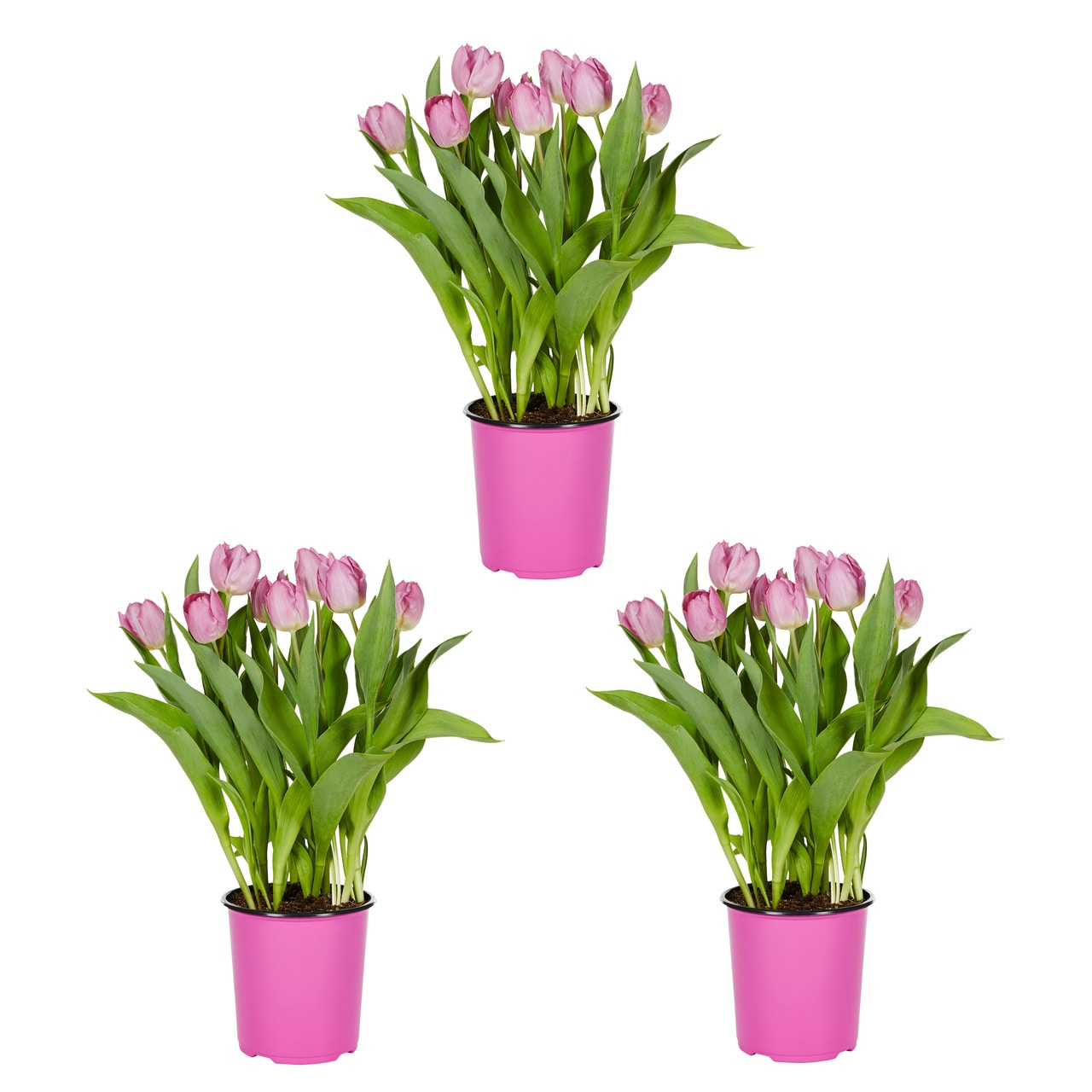 Metrolina Greenhouses 4848 Pink Tulip Bulbs 2.5 Quart(s)