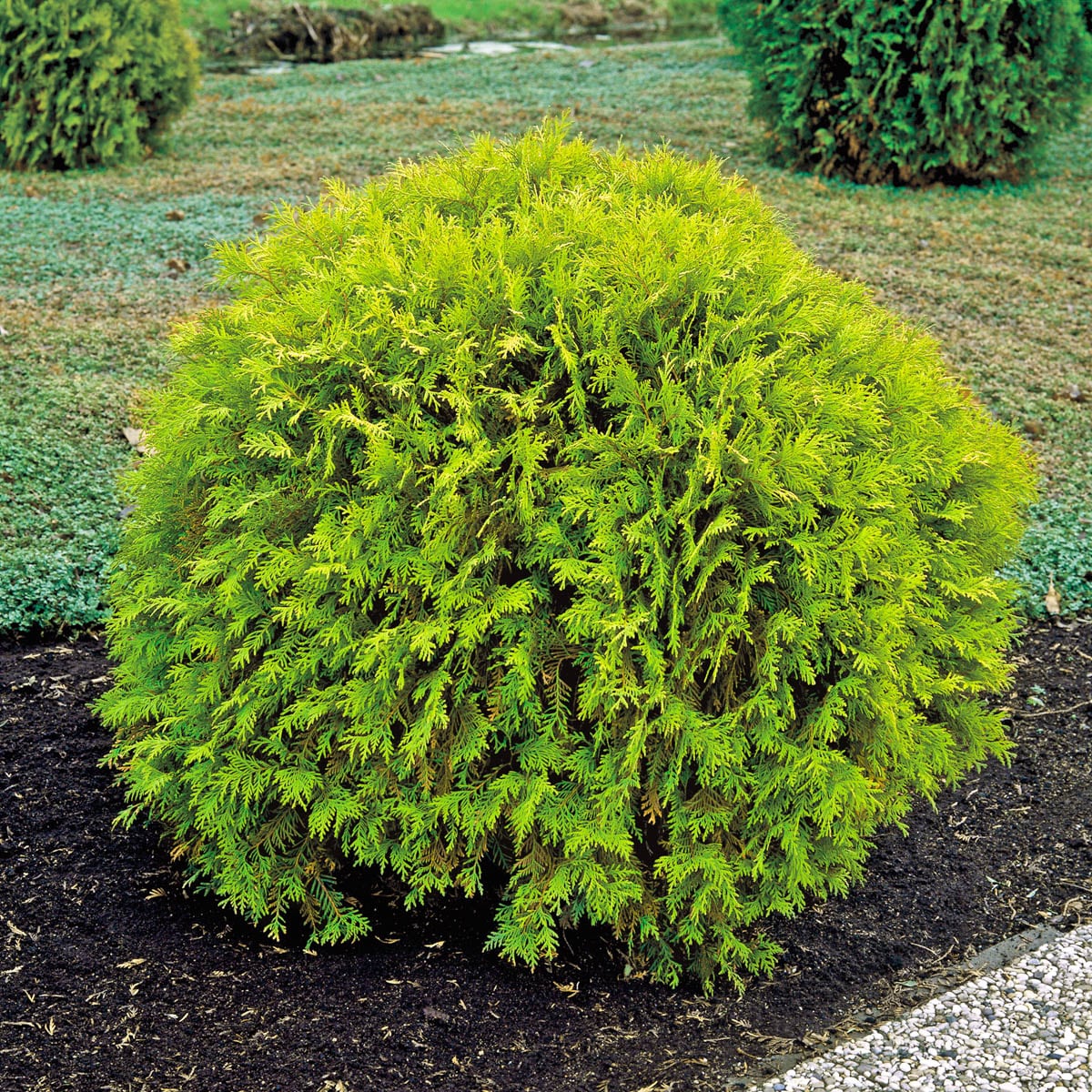 Golden Globe Arborvitae Evergreen Shrubs at Lowes.com