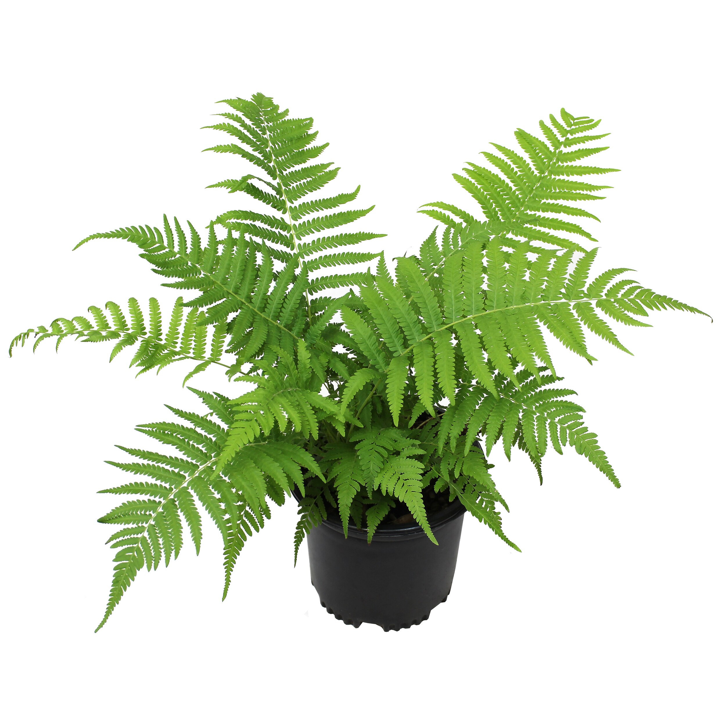 Altman Plants 0881296 perennials - View #6