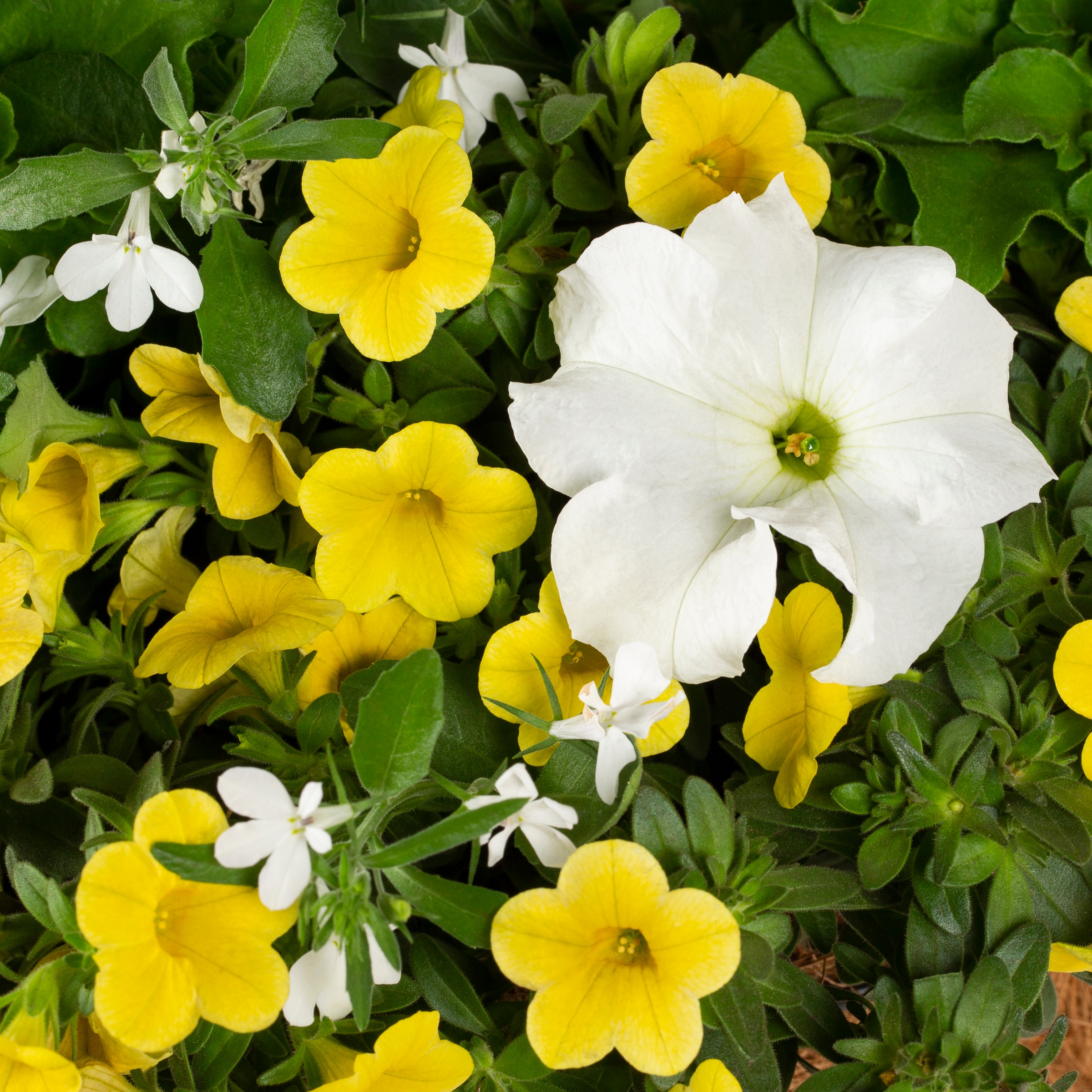 Lowe's NURSERY annuals - View #2
