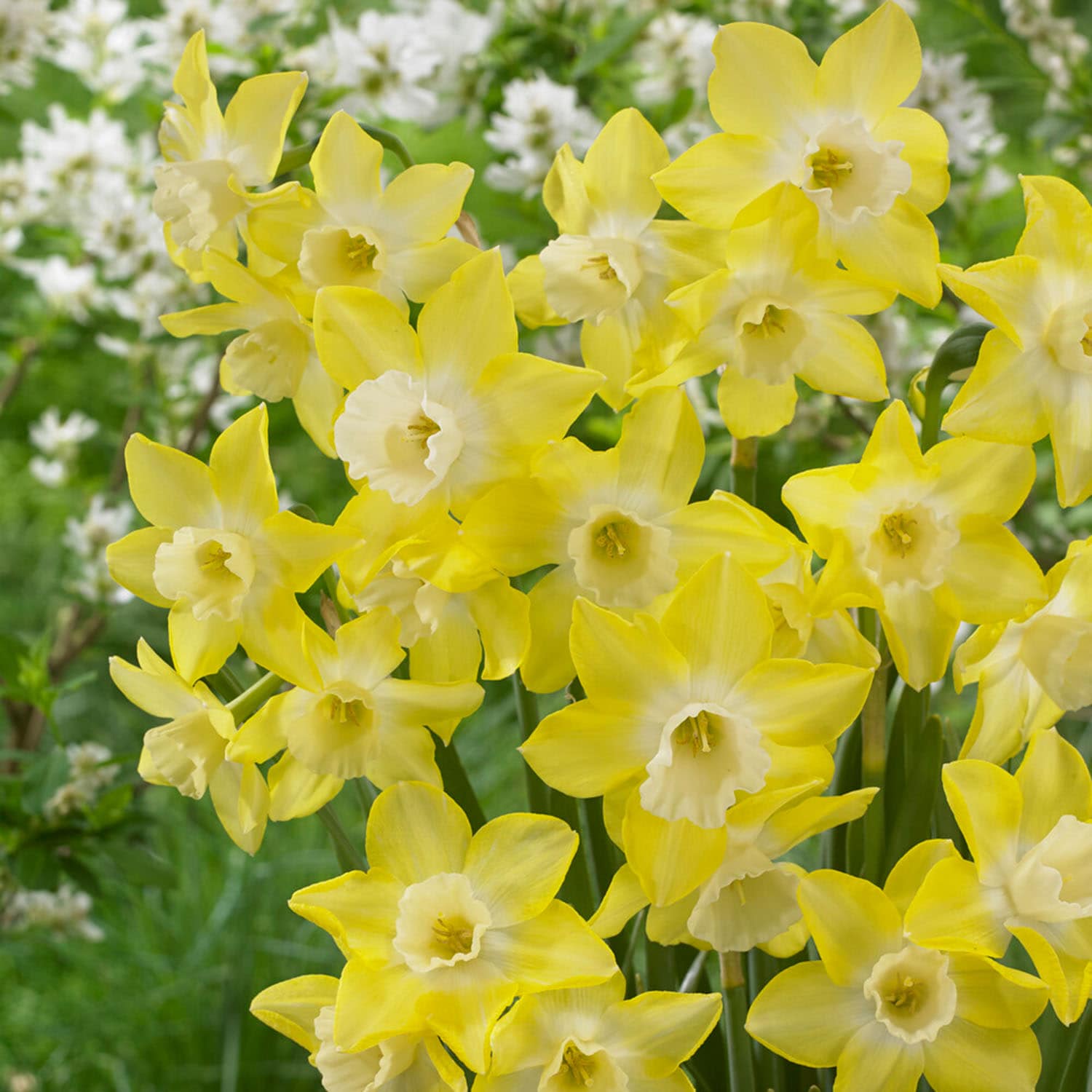 Garden State Bulb ECF-120-25-01 Yellow Pipit Jonquilla Daffodil Bulbs 25 Count