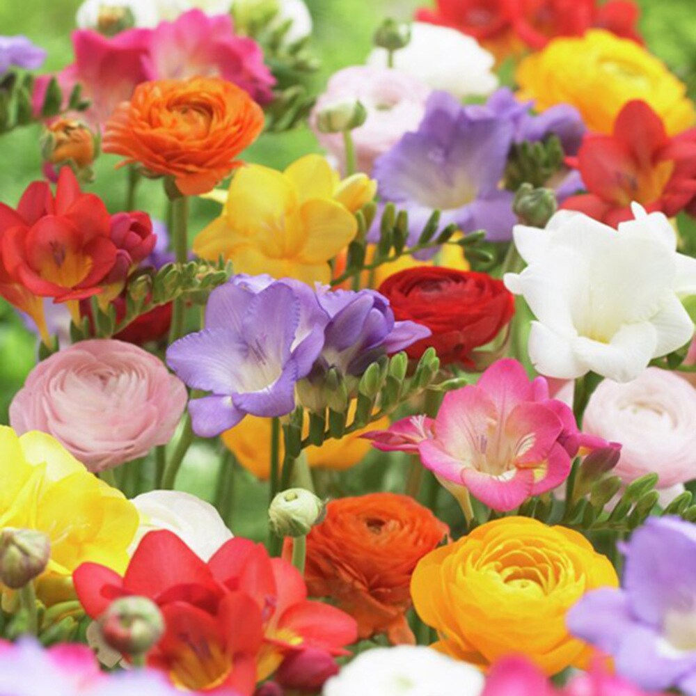 Van Zyverden 21482 Multicolor Grand Freesia and Ranunculus Blend Bulbs 25.0 Count