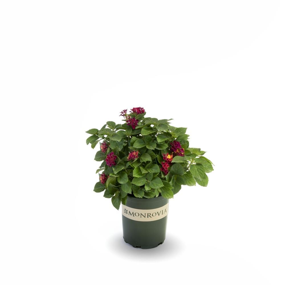 Monrovia 024461 Multicolor Teenie Genie Compact Lantana Plant in 2.6 -Quart Pot 1.0 -Pack