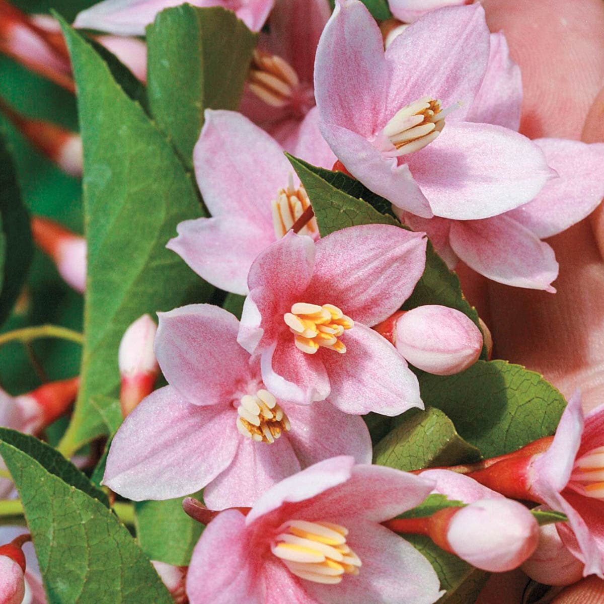 Spring Hill Nurseries 65028 Pink Flowering Tree Marley's Japanese Snowbell Dormant Starter Bareroot