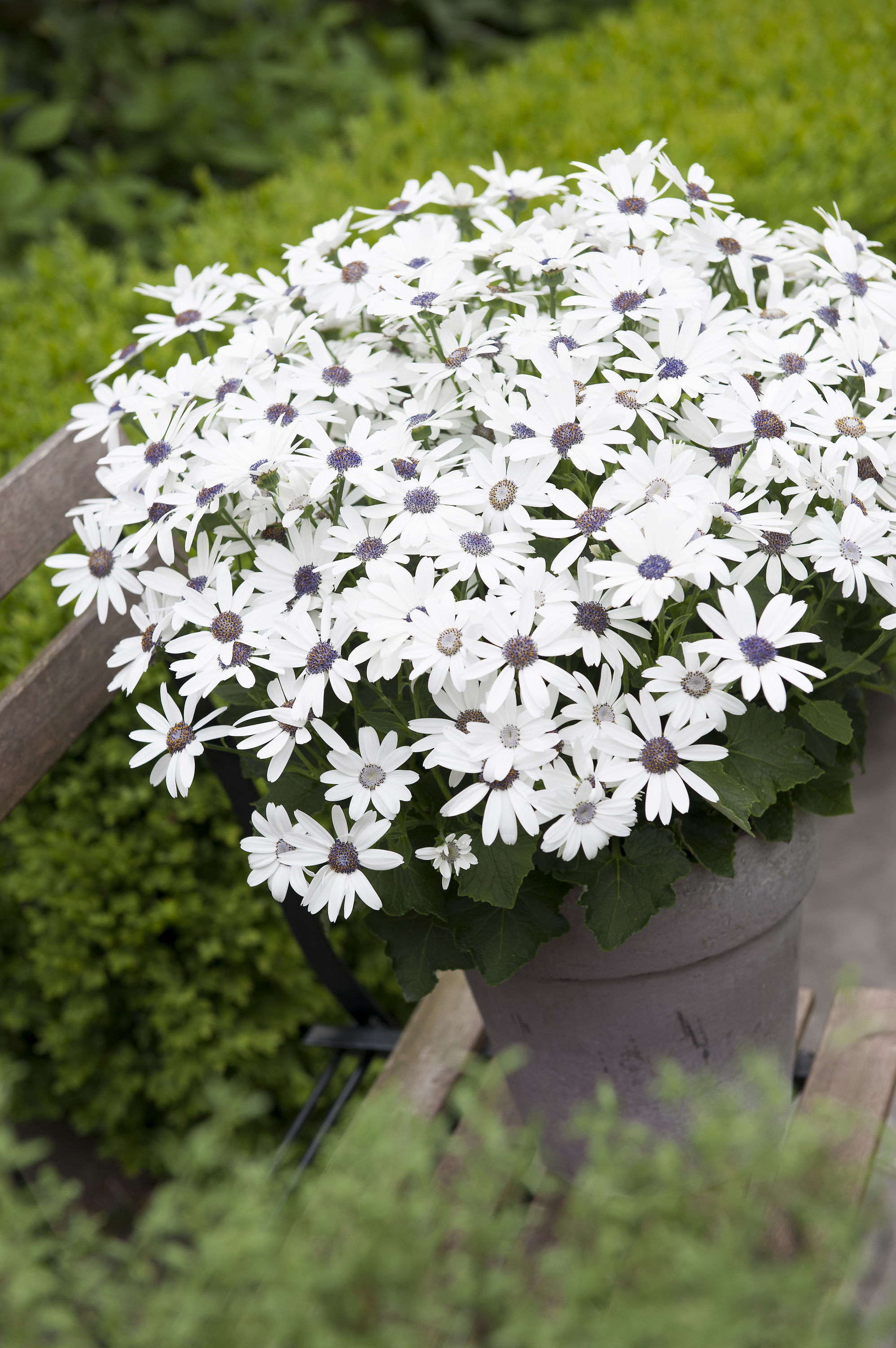  1653 annuals - View #3