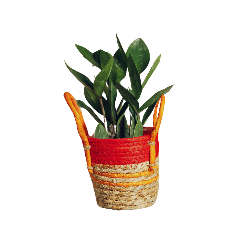 LiveTrends ASB06934 Petite Twining House plant in 12 Ounce(s) Pot 1 -Pack