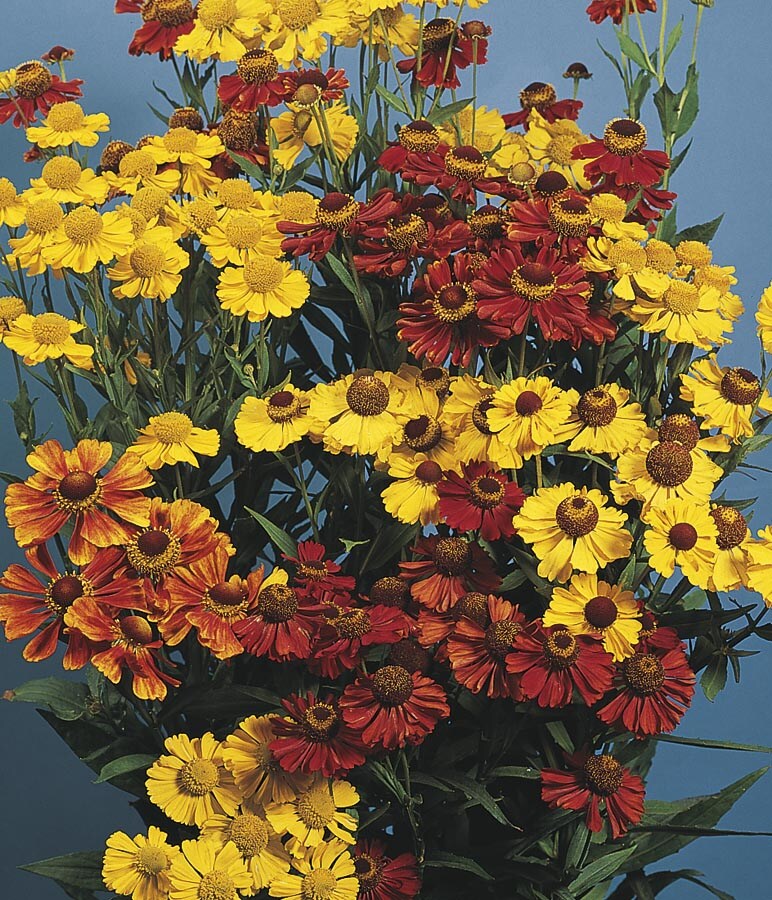 Lowe's 72661 Multicolor Helenium Plant in 1 -Pint