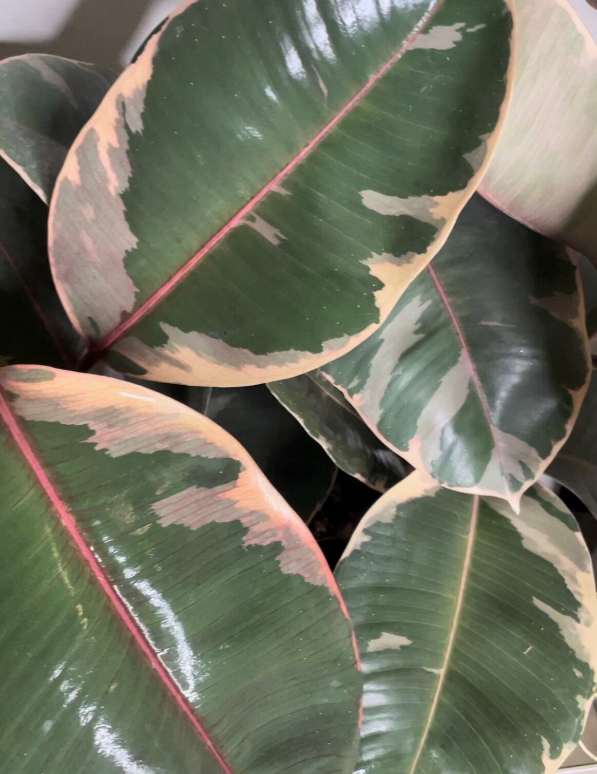Market Botany 51296 plantcare - View #5